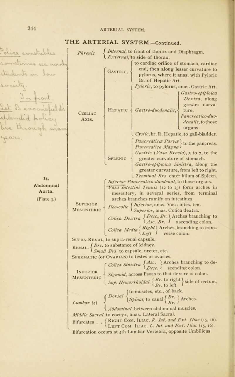 244 THE ARTERIAL SYSTEM.-Continued. rw\tx<v\ JtOOTCk 14- Abdominal Aorta. (Plate 3.) Phrenic CCELIAC Axis. Gastric, Hepatic -J Gastro-duodenalis, Superior Mesenteric I Internal, to front of thorax and Diaphragm. I External, to side of thorax. to cardiac orifice of stomach, cardiac end, then along lesser curvature to pylorus, where it anas, with Pyloric Br. of Hepatic Art. Pyloric, to pylorus, anas. Gastric Art. Gastro-epiploic a Dextra, along greater curva- ture. Pancreatico-duo- denalis, to those organs. Cystic, br. R. Hepatic, to gall-bladder. Pancreaticee Parvcr) Pancreatica Magna J Gastric (Casa Previa), 5 to 7, to the greater curvature of stomach. Gastro-epiploica Sinistra, along the greater curvature, from left to right. Terminal Brs enter hilum of Spleen. Inferior Pancreatico-duodenal, to those organs. Vasa Tntestini Tenuis (12 to 15) form arches in mesentery, in several series, from terminal arches branches ramify on intestines. Ileo-colic {Inferior, anas. Vasa intes. ten. I Superior, anas. Colica dextra. Colica Dextra j Desc% Br. j Arches branching to '-Asc. Br. ) ascending colon. Colica Media { Rlght} Arches- branchinSto traiis' t Left > verse colon. Splenic - to the pancreas. Left Supra-Renal, to supra-renal capsule. Renal IBrs' to substance °f kidney. ISmall Brs. to capsule, ureter, etc. Spermatic (or Ovarian) to testes or ovaries. Inferior Mesenteric ' Colica Sinistra I^sc- V t Desc. J \ Arches branching to de- scending colon. Sigmoid, across Psoas to that flexure of colon. Sup. Hemorrhoidal. j Br' to ,rl?ht \ side of rectum. <• Br. to left > Cto muscles, etc., of back. [Spinal, to canal j j Arches. I Abdominal, between abdominal muscles. Middle Sacral, to coccyx, anas. Lateral Sacral. Bifurcates 1 RlGHT Com. Iliac, R. Int. and Ext. Iliac (15, 16). t Left Com. Iliac, L. Int. and Ext. Iliac (15, 16). Bifurcation occurs at 4th Lumbar Vertebra, opposite Umbilicus. I Dorsal