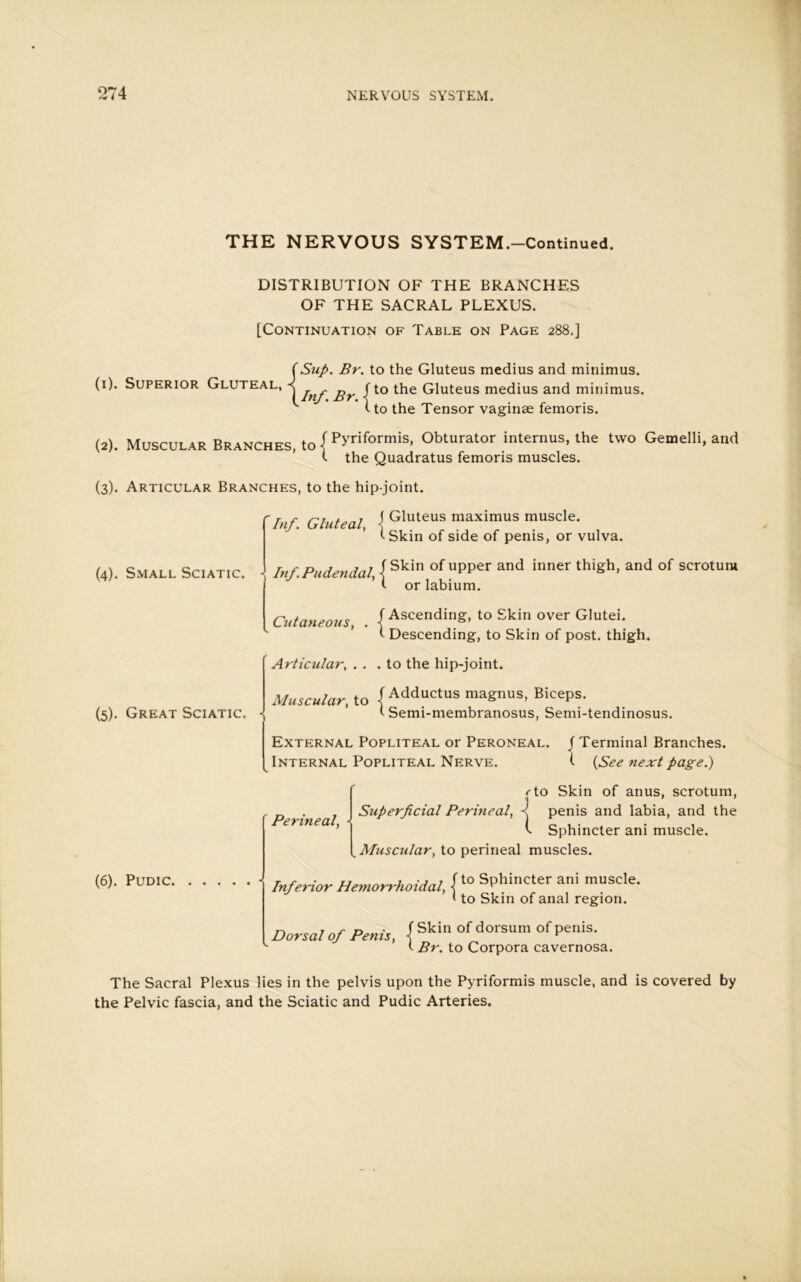 THE NERVOUS SYSTEM.-Continued. DISTRIBUTION OF THE BRANCHES OF THE SACRAL PLEXUS. [Continuation of Table on Page 288.] (1). Superior Gluteal, Sup. Br. to the Gluteus medius and minimus. bif Br fto t*ie Gluteus medius and minimus, i-to the Tensor vaginae femoris. (4). Small Sciatic. • (2) . Muscular Branches, to I pyriformis’ Obturator internus, the two Gemelli, and >- the Quadratus femoris muscles. (3) . Articular Branches, to the hip-joint. Inf. Gluteal \ Gluteus maximus muscle. tSkin of side of penis, or vulva. Inf Pudendal { ^kin uPPer and inner thigh, and of scrotum ’ <- or labium. Cutaneous, . { Ascending, to Skin over Glutei. t Descending, to Skin of post, thigh. Articular, ... to the hip-joint. Muscular, to I Adductus magnus, Biceps. I Semi-membranosus, Semi-tendinosus. External Popliteal or Peroneal. (Terminal Branches. Internal Popliteal Nerve. t (See next page.) /-to Skin of anus, scrotum, ■i 11 r „ . . Superficial Perineal, J, penis and labia, and the Perineal, \ c u- * • 1 l Sphincter am muscle. Muscular, to perineal muscles. (5). Great Sciatic. (6). Pudic. Inferior Hemorrhoidal, {t0 Sphincter ani muscle. ' to Skin of anal region. Dorsal of Penis, { Skin ofdorsum of Penis- t Br. to Corpora cavernosa. The Sacral Plexus lies in the pelvis upon the Pyriformis muscle, and is covered by the Pelvic fascia, and the Sciatic and Pudic Arteries.