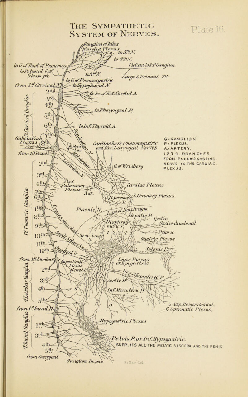 to G. of I lool ofPneurnixj. toPetrosal Got' Glossoph The Sympathetic S VSTEM OF NeRVE S. ^Ganglion of/dbes Quvtidpiexu s CoS..Jv. to Pidian toS-PGonal'ion , '  * . Tart/e £ Petrosal 7*1' toG-of'PncumOpastric ,y from Cervical N tolfypogld.lsul AT Co bo. of/Zst. Carotid A. to Pharyngeal P folrif Thyroid A. ~ \V Cardiac br.frPneumogastric ' and Hec. Laryngeal 'Nerves 1 | G.= GANGLION. P.= PLEXUS. A.= ARTERY. 1.2.3.4. BRAN CHES . FROM PNEUMOGASTRIC. NERVE TO THE CARDIA C . PLEXUS. Cardiac Plexus Cow^ytComnaty Plexus Jj)iaphnH/» 'ST lie pal LcP. CysUc r)i a/j/t ^e^J/a.$tw duodenal nuthc t i \2Lilt yPionc ^ Gtyttr\c Plexus / > blip. Hemorrhoid,at. Spermatic Plexus. 5V} from (bccygoal Pelvis P. or Inf Hypogastric. SUPPLIES ALL THE PELVIC VISCERA AND THE PENIS Gttnalian Ini par. P O tt J ' ■ 1 (>1