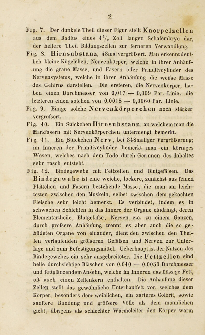 / 2 Fig. 7. Der dunkele Theil dieser Figur stellt Knorp elzeilen aus dem Radius eines 1 x/2 Zoll langen Schafembryo dar, der hellere Theil Bildungszellen zur ferneren Verwandlung. Fig. 8. Hirnsubstanz, 48mal vergröfsert. Man erkennt deut- lich kleine Kügelchen, Nervenkörper, welche in ihrer Anhäuf- ung die graue Masse, und Fasern oder Primitivcylinder des Nervensystems, welche in ihrer Anhäufung die weifse Masse des Gehirns darstellen. Die ersteren, die Nervenkörper, ha- ben einen Durchmesser von 0,017 — 0,009 Par. Linie, die letzteren einen solchen von 0,0018 — 0,0060 Par. Linie. Fig. 9. Einige solche Nervenkörperchen noch stärker vergröfsert. Fig. 10. Ein Stückchen Hirnsubstanz, an welchem man die Markfasern mit Nervenkörperchen untermengt bemerkt. Fig. 11. Ein Stückchen Nerv, bei 348maliger Vergröfserung; im Inneren der Primitivcylinder bemerkt man ein körniges Wesen, welches nach dem Tode durch Gerinnen des Inhaltes sehr rasch entsteht. Fig. 12. Bindegewebe mit Fetlzellen und Blutgefäfsen. Das Bindegewebe ist eine weiche, lockere, zunächst aus feinen Plättchen und Fasern bestehende Masse, die man am leich- testen zwischen den Muskeln, selbst zwischen dem gekochten Fleische sehr leicht bemerkt. Es verbindet, indem es in schwachen Schichten in das Innere der Organe eindringt, deren Elementartheile, Blutgefäfse, Nerven etc. zu einem Ganzen, durch gröfsere Anhäufung trennt es aber auch die so ge- bildeten Organe von einander, dient den zwischen den Tliei- len verlaufenden gröfseren Gefäfsen und Nerven zur Unter- lage und zum Befestigungsmittel. Ueberhaupt ist der Nutzen des Bindegewebes ein sehr ausgebreiteter. Die Fettzellen sind helle durchsichtige Bläschen von 0,010 — 0,0050 Durchmesser und fettglänzendem Ansehn, welche im Inneren das flüssige Fett, oft auch einen Zellenkern enthalten. Die Anhäufung dieser Zellen stellt das gewöhnliche Unterhautfett vor, welches dem Körper, besonders dem weiblichen, ein zarteres Colorit, sowie sanftere Rundung und gröfsere Völle als dem männlichen giebt, übrigens als schlechter Wärmeleiter den Körper warm