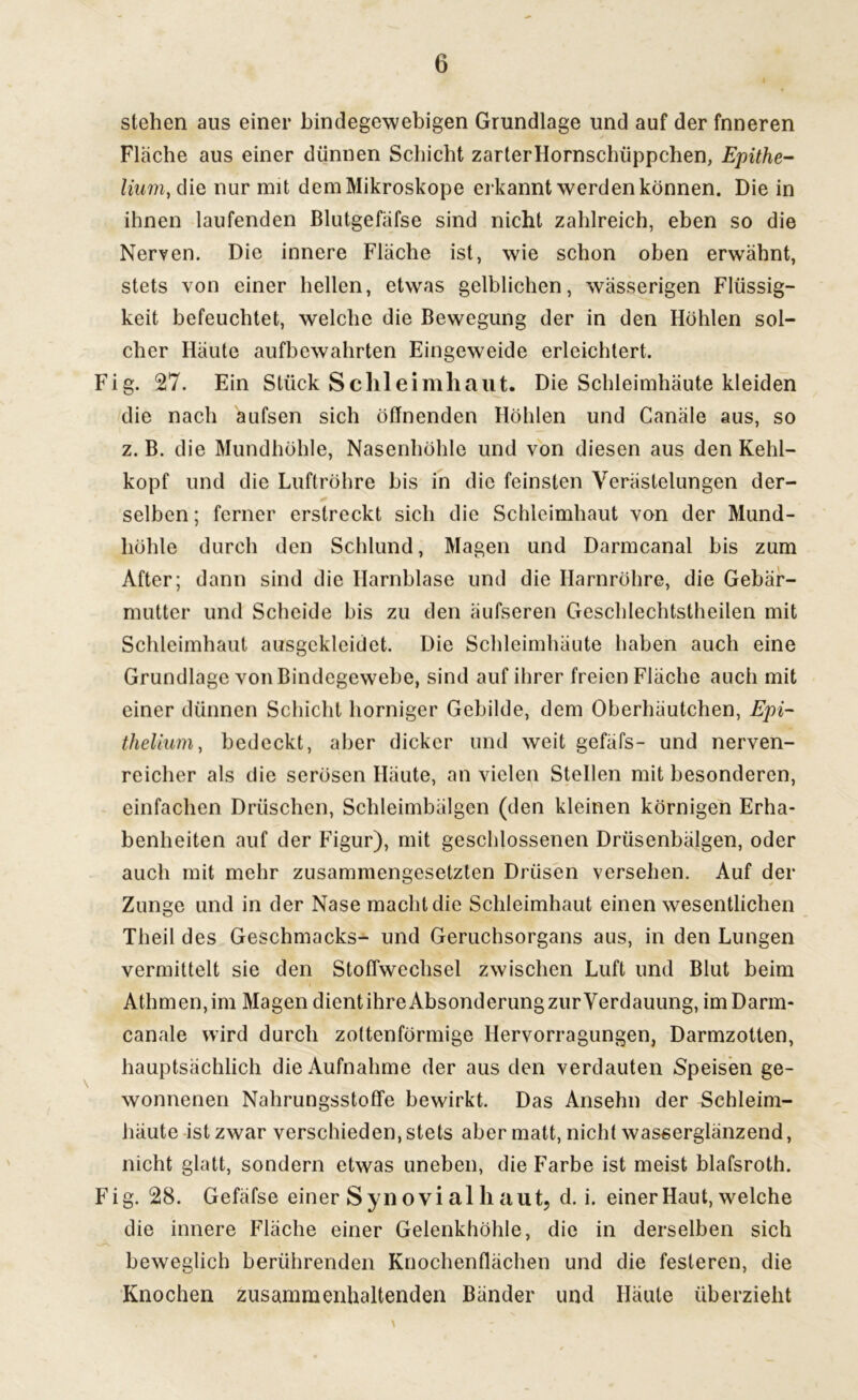 i stehen aus einer bindegewebigen Grundlage und auf der fnneren Flache aus einer dünnen Schicht zarterHornscbüppchen, Epithe- lium} die nur mit dem Mikroskope erkannt werden können. Die in ihnen laufenden Blutgefäfse sind nicht zahlreich, eben so die Nerven. Die innere Fläche ist, wie schon oben erwähnt, stets von einer hellen, etwas gelblichen, wässerigen Flüssig- keit befeuchtet, welche die Bewegung der in den Höhlen sol- cher Häute aufbewahrten Eingeweide erleichtert. Fig. 27. Ein Stück Schleimhaut. Die Schleimhäute kleiden die nach äufsen sich öffnenden Höhlen und Canäle aus, so z. B. die Mundhöhle, Nasenhöhle und von diesen aus den Kehl- kopf und die Luftröhre bis in die feinsten Verästelungen der- selben ; ferner erstreckt sich die Schleimhaut von der Mund- höhle durch den Schlund, Magen und Darmcanal bis zum After; dann sind die Harnblase und die Harnröhre, die Gebär- mutter und Scheide bis zu den äufseren Geschlechtstheilen mit Schleimhaut ausgekleidet. Die Schleimhäute haben auch eine Grundlage von Bindegewebe, sind auf ihrer freien Fläche auch mit einer dünnen Schicht horniger Gebilde, dem Oberhäutchen, Epi- thelium, bedeckt, aber dicker und weit gefäfs- und nerven- reicher als die serösen Häute, an vielen Stellen mit besonderen, einfachen Driischen, Schleimbälgen (den kleinen körnigen Erha- benheiten auf der Figur), mit geschlossenen Drüsenbälgen, oder auch mit mehr zusammengesetzten Drüsen versehen. Auf der Zunge und in der Nase macht die Schleimhaut einen wesentlichen Theil des Geschmacks- und Geruchsorgans aus, in den Lungen vermittelt sie den Stoffwechsel zwischen Luft und Blut beim Athmen,im Magen dicntihreAbsonderungzurVerdauung, imDarm- canale wird durch zottenförmige Hervorragungen, Darmzotten, hauptsächlich die Aufnahme der aus den verdauten Speisen ge- wonnenen Nahrungsstoffe bewirkt. Das Ansehn der Schleim- häute ist zwar verschieden, stets aber matt, nicht wasserglänzend, nicht glatt, sondern etwas uneben, die Farbe ist meist blafsroth. Fig. 28. Gefäfse einer Syn ovi al li aut, d. i. einer Haut, welche die innere Fläche einer Gelenkhöhle, die in derselben sich beweglich berührenden Knochenffächen und die festeren, die Knochen zusammenhaltenden Bänder und Häute überzieht