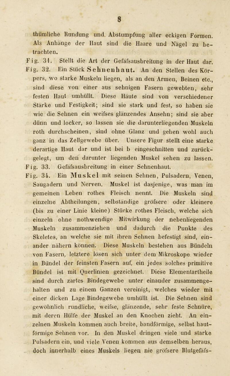 thümliche Rundung und Abstumpfung aller eckigen Formen. Als Anhänge der Haut sind die Haare und Nägel zu be- trachten. Fig. 31. Stellt die Art der Gefäfsausbreitung in der Haut dar. Fig. 32. Ein Stück Sehnenhaut. An den Stellen des Kör- pers, wo starke Muskeln liegen, als an den Armen, Beinen etc., sind diese von einer aus sehnigen Fasern gewebten, sehr festen Haut umhüllt. Diese Häute sind von verschiedener Stärke und Festigkeit; sind sie stark und fest, so haben sie wie die Sehnen ein weifses glänzendes Ansehn; sind sie aber dünn und locker, so lassen sie die darunterliegenden Muskeln roth durchscheinen, sind ohne Glanz und gehen wohl auch ganz in das Zellgewebe über. Unsere Figur stellt eine starke derartige Haut dar und ist bei b eingeschnitten und zurück- gelegt, um den darunter liegenden Muskel sehen zu lassen. Fig. 33. Gefäfsausbreitung in einer Sehnenhaut. Fig. 34. Ein Muskel mit seinen Sehnen, Pulsadern, Venen, Saugadern und Nerven. Muskel ist dasjenige, was man im gemeinen Leben rothes Fleisch nennt. Die Muskeln sind einzelne Abtheilungen, selbständige gröfsere oder kleinere (bis zu einer Linie kleine) Stücke rothes Fleisch, welche sich einzeln ohne nothwendige Mitwirkung der nebenliegenden Muskeln zusammenziehen und dadurch die Punkte des Skeletes, an welche sie mit ihren Sehnen befestigt sind, ein- ander nähern können. Diese Muskeln bestehen aus Bündeln von Fasern, letztere lösen sich unter dem Mikroskope wieder in Bündel der feinsten Fasern auf, ein jedes solches primitive Bündel ist mit Querlinien gezeichnet. Diese Elementartheile sind durch zartes Bindegewebe unter einander zusammenge- halten und zu einem Ganzen vereinigt, welches wieder mit einer dicken Lage Bindegewebe umhüllt ist. Die Sehnen sind gewöhnlich rundliche, weifse, glänzende, sehr feste Schnüre, mit deren Hülfe der Muskel an den Knochen zieht. An ein- zelnen Muskeln kommen auch breite, bandförmige, selbst haut- förmige Sehnen vor. In den Muskel dringen viele und starke Pulsadern ein, und viele Venen kommen aus demselben heraus, doch innerhalb eines Muskels liegen nie gröfsere Blutgefäfs-