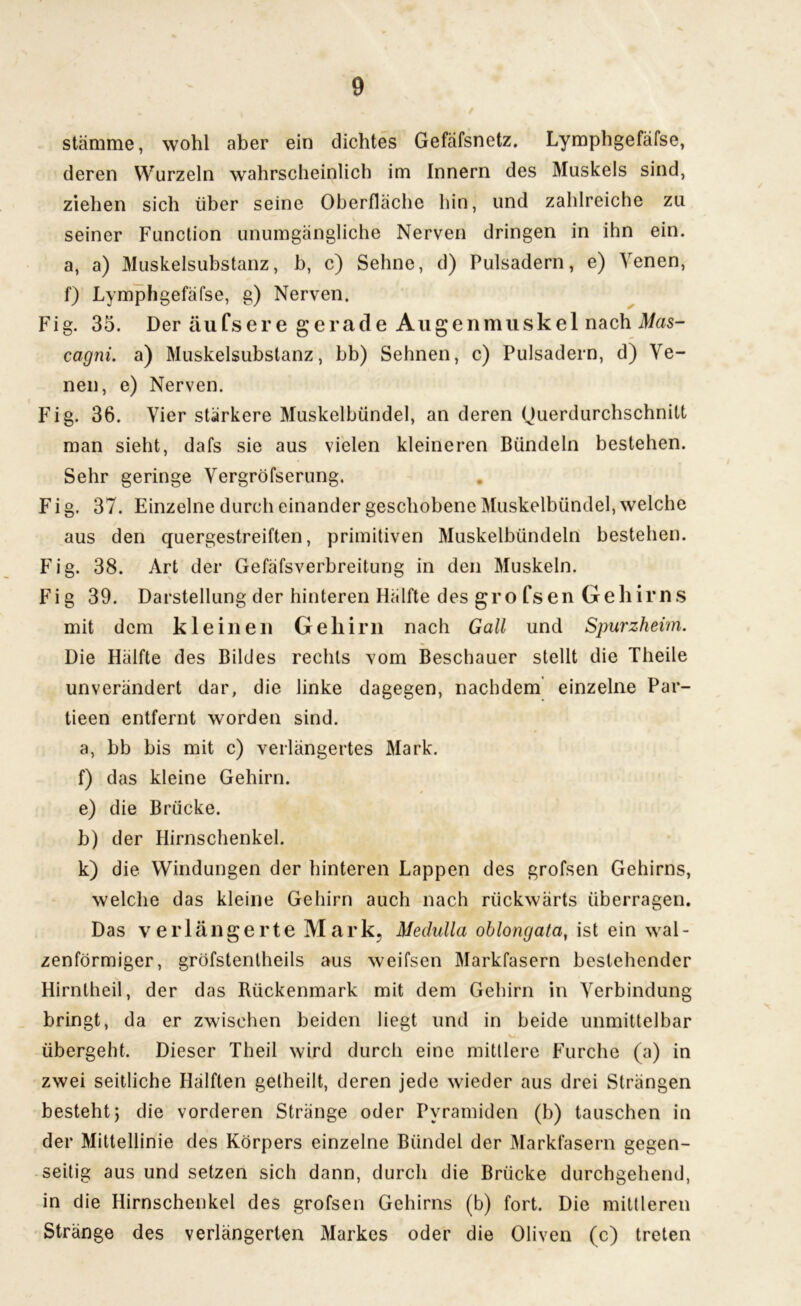 stamme, wohl aber ein dichtes Gefäfsnetz. Lymphgefäfse, deren Wurzeln wahrscheinlich im Innern des Muskels sind, ziehen sich über seine Oberfläche hin, und zahlreiche zu seiner Function unumgängliche Nerven dringen in ihn ein. a, a) Muskelsubstanz, h, c) Sehne, d) Pulsadern, e) Venen, f) Lymphgefäfse, g) Nerven. Fig. 35. Der äufsere gerade Augenmuskel nach Mas- cagni. a) Muskelsubstanz, bb) Sehnen, c) Pulsadern, d) Ve- nen, e) Nerven. Fig. 36. Vier stärkere Muskelbündel, an deren Querdurchschnitt man sieht, dafs sie aus vielen kleineren Bündeln bestehen. Sehr geringe Vergröfserung. F i g. 37. Einzelne durch einander geschobene Muskelbündel, welche aus den quergestreiften, primitiven Muskelbündeln bestehen. Fig. 38. Art der Gefäfsverbreitung in den Muskeln. Fig 39. Darstellung der hinteren Hälfte des grofsen Gehirns mit dem kleinen Gehirn nach Gail und Spurzheim. Die Hälfte des Bildes rechts vom Beschauer stellt die Theile unverändert dar, die linke dagegen, nachdem einzelne Par- tieen entfernt worden sind, a, bb bis mit c) verlängertes Mark, f) das kleine Gehirn, e) die Brücke, b) der Hirnschenkel. k) die Windungen der hinteren Lappen des grofsen Gehirns, welche das kleine Gehirn auch nach rückwärts überragen. Das verlängerte Mark, Medulla oblongata, ist ein wal- zenförmiger, gröfstentheils aus weifsen Markfasern bestehender Hirniheil, der das Rückenmark mit dem Gehirn in Verbindung bringt, da er zwischen beiden liegt und in beide unmittelbar übergeht. Dieser Theil wird durch eine mittlere Furche (a) in zwei seitliche Hälften gelheilt, deren jede wieder aus drei Strängen besteht > die vorderen Stränge oder Pyramiden (b) tauschen in der Mittellinie des Körpers einzelne Bündel der Markfasern gegen- seitig aus und setzen sich dann, durch die Brücke durchgehend, in die Hirnschenkel des grofsen Gehirns (b) fort. Die mittleren Stränge des verlängerten Markes oder die Oliven (c) treten