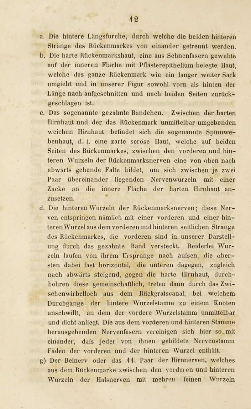 a. Die hintere Längsfurche, durch welche die beiden hinteren Stränge des Rückenmarkes von einander getrennt werden. b. Die harte Rückenmarkshaut, eine aus Sehnenfasern gewebte auf der inneren Fläche mit Pflasterepithelium belegte Haut, welche das ganze Rückenmark wie ein langer weiter Sack umgiebt und in unserer Figur sowohl vorn als hinten der Länge nach aufgeschnitten und nach beiden Seiten zurück- geschlagen ist. c. Das sogenannte gezahnte Bändchen. Zwischen der harten Hirnhaut und der das Rückenmark unmittelbar umgebenden weichen Hirnhaut befindet sich die sogenannte Spinnwe- benhaut, d.v i. eine zarte seröse Haut, welche auf beiden Seiten des Rückenmarkes, zwischen den vorderen und hin- teren Wurzeln der Rückenmarksnerven eine von oben nach abwärts gehende Falte bildet, um sich zwischen je zwei Paar übereinander liegenden Nervenwurzeln mit einer Zacke an die innere Fläche der harten Hirnhaut an- zusetzen. d. Die hinteren Wurzeln der Rückenmarksnerven; diese Ner- ven entspringen nämlich mit einer vorderen und einer hin- teren Wurzel aus dem vorderen und hinteren seitlichen Strange des Rückenmarkes, die vorderen sind in unserer Darstell- ung durch das gezahnte Band versteckt. Beiderlei Wur- zeln laufen von ihrem Ursprünge nach aufsen, die ober- sten dabei fast horizontal, die unteren dagegen, zugleich nach abwärts steigend, gegen die harte Hirnhaut, durch- bohren diese gemeinschaftlich, treten dann durch das Zwi- schenwirbeiloch aus dem Rückgratscanal, bei welchem Durchgänge der hintere Wurzelstamm zu einem Knoten anschwillt, an dem der vordere Wurzelstamm unmittelbar und dicht anliegt. Die aus dem vorderen und hinteren Stamme herausgehenden Nervenfasern vereinigen sich hier so mit einander, dafs jeder von ihnen gebildete Nervenstamm Fäden der vorderen und der hinteren Wurzel enthält. g) Der Beinerv oder das \\. Paar der Hirnnerven, welches aus dem Rückenmarke zwischen den vorderen und hinteren Wurzeln der Halsnerven mit mehren feinen Wurzeln