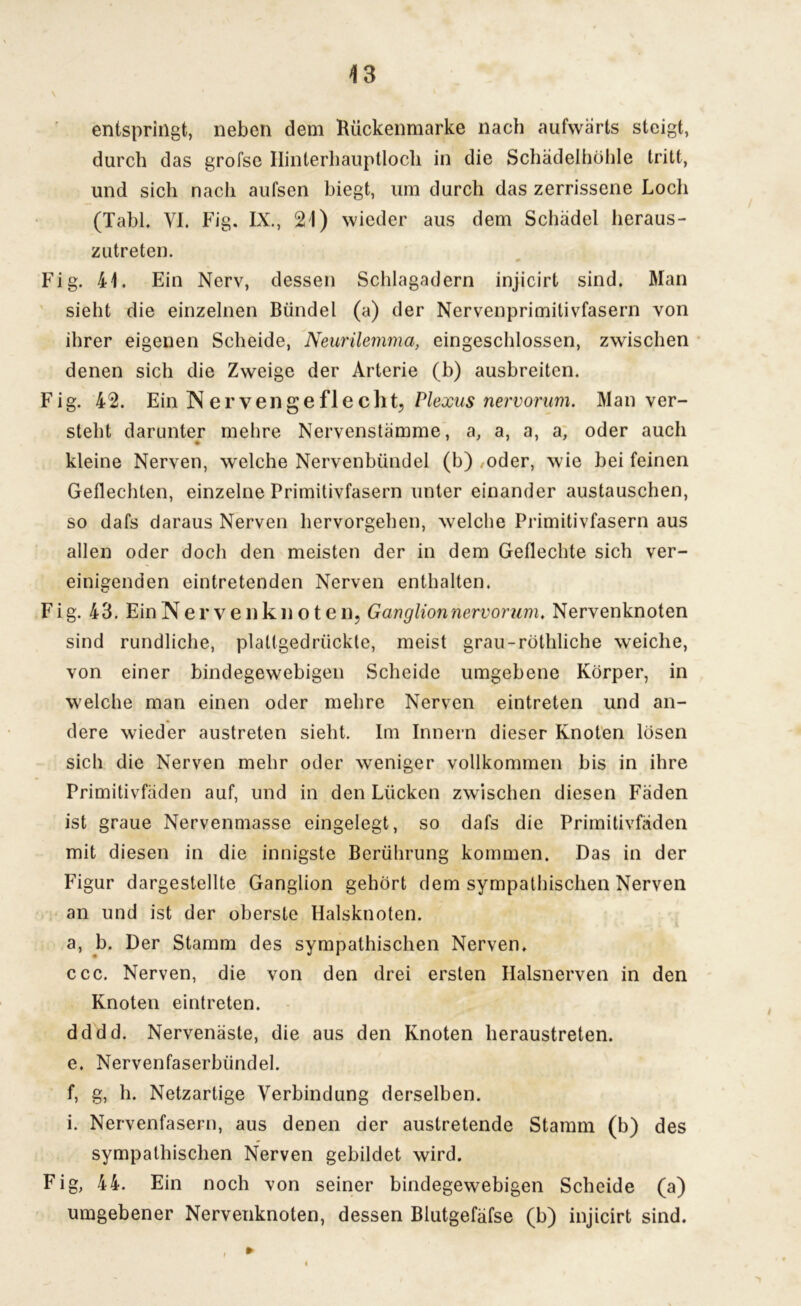 entspringt, neben dem Bückenmarke nach aufwärts steigt, durch das grofse Hinterhauptlocli in die Schädelhöhle tritt, und sich nach aufsen biegt, um durch das zerrissene Loch (TabL VI. Fig. IX., 21) wieder aus dem Schädel heraus- zutreten. * Fig. 41, Ein Nerv, dessen Schlagadern injicirt sind. Man sieht die einzelnen Bündel (a) der Nervenprimitivfasern von ihrer eigenen Scheide, Neurilemma, eingeschlossen, zwischen denen sich die Zweige der Arterie (b) ausbreiten. Fig. 42. Ein Nervengeflecht, Plexus nervorum. Man ver- steht darunter mehre Nervenstämme, a, a, a, a, oder auch kleine Nerven, welche Nervenbündel (b) oder, wie bei feinen Geflechten, einzelne Primitivfasern unter einander austauschen, so dafs daraus Nerven hervorgehen, welche Primitivfasern aus allen oder doch den meisten der in dem Geflechte sich ver- einigenden eintretenden Nerven enthalten. Fig. 43. Ein Nervenknoten, Ganglion nervorum, Nervenknoten sind rundliche, plaltgedrückte, meist grau-röthliche weiche, von einer bindegewebigen Scheide umgebene Körper, in welche man einen oder mehre Nerven eintreten und an- dere wieder austreten sieht. Im Innern dieser Knoten lösen sich die Nerven mehr oder weniger vollkommen bis in ihre Primitivfäden auf, und in den Lücken zwischen diesen Fäden ist graue Nervenmasse eingelegt, so dafs die Primitivfäden mit diesen in die innigste Berührung kommen. Das in der Figur dargestellte Ganglion gehört dem sympathischen Nerven an und ist der oberste Halsknoten, a, b. Der Stamm des sympathischen Nerven, ccc. Nerven, die von den drei ersten Halsnerven in den Knoten eintreten. dddd. Nervenäste, die aus den Knoten heraustreten. e. Nervenfaserbündel. f, g, h. Netzartige Verbindung derselben. i. Nervenfasern, aus denen der austretende Stamm (b) des sympathischen Nerven gebildet wird. Fig, 44. Ein noch von seiner bindegewebigen Scheide (a) umgebener Nervenknoten, dessen Blutgefäfse (b) injicirt sind.