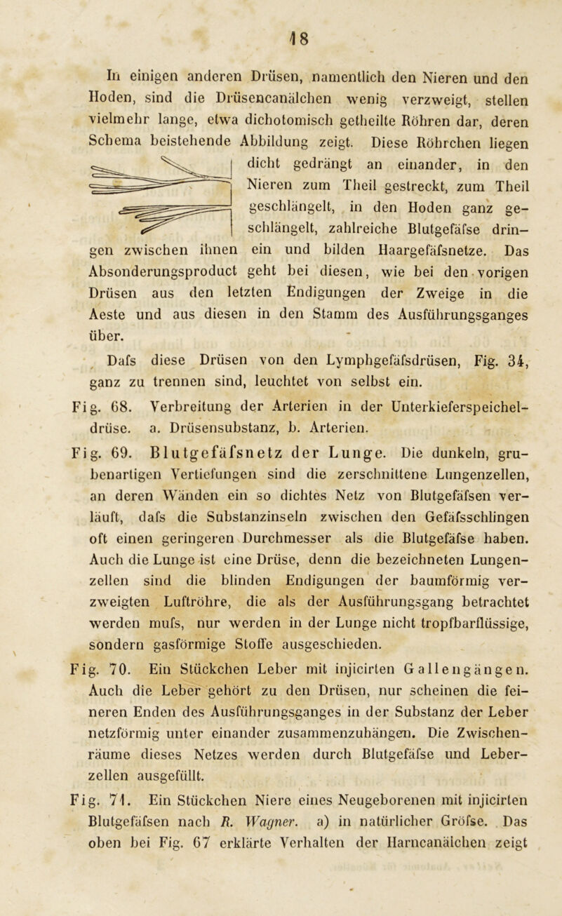 In einigen anderen Drüsen, namentlich den Nieren und den Hoden, sind die Drüsencanälclien wenig verzweigt, stellen vielmehr lange, etwa dichotomisch getheilte Röhren dar, deren Schema beistehende Abbildung zeigt. Diese Röhrchen liegen dicht gedrängt an einander, in den Nieren zum Theil gestreckt, zum Theil geschlängelt, in den Hoden ganz ge- schlängelt, zahlreiche Blutgefäfse drin- gen zwischen ihnen ein und bilden Haargefäfsnetze. Das Absonderungsproduct geht bei diesen, wie bei den vorigen Drüsen aus den letzten Endigungen der Zweige in die Aeste und aus diesen in den Stamm des Ausführungsganges über. Dafs diese Drüsen von den Lymphgefäfsdrüsen, Fig. 34, ganz zu trennen sind, leuchtet von selbst ein. Fig. 68. Verbreitung der Arterien in der Unterkieferspeichel- drüse. a. Drüsensubstanz, b. Arterien. Fig. 69. Blutgefäfsnetz der Lunge. Die dunkeln, gru- benartigen Vertiefungen sind die zerschnittene Lungenzellen, an deren Wänden ein so dichtes Netz von Blutgefäfsen ver- läuft, dafs die Substanzinseln zwischen den Gefäfsschlingen oft einen geringeren Durchmesser als die Blutgefäfse haben. Auch die Lunge ist eine Drüse, denn die bezeichnten Lungen- zellen sind die blinden Endigungen der baumförmig ver- zweigten Luftröhre, die als der Ausführungsgang betrachtet werden mufs, nur werden in der Lunge nicht tropfbarflüssige, sondern gasförmige Stoffe ausgeschieden. Fig. 70. Ein Stückchen Leber mit injicirten Gallengängen. Auch die Leber gehört zu den Drüsen, nur scheinen die fei- neren Enden des Ausführungsganges in der Substanz der Leber netzförmig unter einander zusammenzubängem. Die Zwischen- räume dieses Netzes werden durch Blutgefäfse und Leber- zellen ausgefüllt. Fig. 71. Ein Stückchen Niere eines Neugeborenen mit injicirten Blutgefäfsen nach R. Wagner, a) in natürlicher Gröfse. Das oben bei Fig. 67 erklärte Verhalten der Harncanälchen zeigt