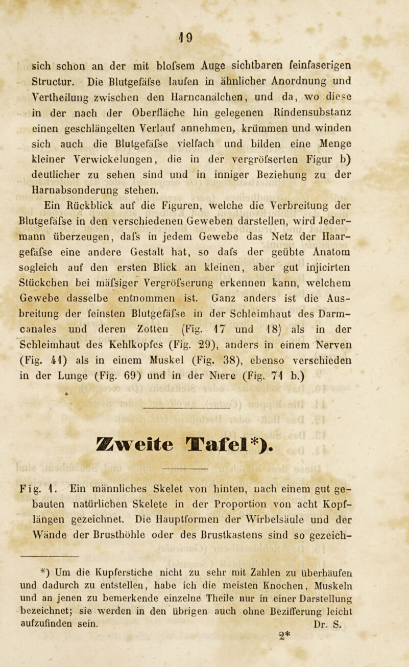 sich schon an der mit blofsem Auge sichtbaren feinfaserigen Structur. Die Blutgefäfse laufen in ähnlicher Anordnung und Vertheilung zwischen den llarncanälchen, und da, wo diese in der nach der Oberfläche hin gelegenen Rindensubstanz einen geschlängelten Verlauf annehmen, krümmen und winden sich auch die BluLgefäfse vielfach und bilden eine Menge kleiner Verwickelungen, die in der vergröfserlen Figur b) deutlicher zu sehen sind und in inniger Beziehung zu der Harnabsonderung stehen. Ein Rückblick auf die Figuren, welche die Verbreitung der Blutgefäfse in den verschiedenen Geweben darstellen, wird Jeder- mann überzeugen, dafs in jedem Gewebe das Netz der Ilaar- gefäfse eine andere Gestalt hat, so dafs der geübte Anatom sogleich auf den ersten Blick an kleinen, aber gut injicirten Stückchen bei mäfsiger Vergröfserung erkennen kann, welchem Gesvebe dasselbe entnommen ist. Ganz anders ist die Aus- breitung der feinsten Blutgefäfse in der Schleimhaut des Darm- canales und deren Zotten (Fig. 17 und 18) als in der Schleimhaut des Kehlkopfes (Fig. 29), anders in einem Nerven (Fig. 41) als in einem Muskel (Fig. 38), ebenso verschieden in der Lunge (Fig. 69) und in der Niere (Fig. 71 b.) Zweite Tafel*). Fig. 1. Ein männliches Skelet von hinten, nach einem gut ge- bauten natürlichen Skelete in der Proportion von acht Kopf- längen gezeichnet. Die Hauptformen der Wirbelsäule und der Wände der Brusthöhle oder des Brustkastens sind so gezeich- *) Um die Kupferstiche nicht zu sehr mit Zahlen zu überhäufen und dadurch zu entstellen, habe ich die meisten Knochen, Muskeln und an jenen zu bemerkende einzelne Theile nur in einer Darstellung bezeichnet; sie werden in den übrigen auch ohne Bezifferung leicht aufzufinden sein. Dr. S. 2*