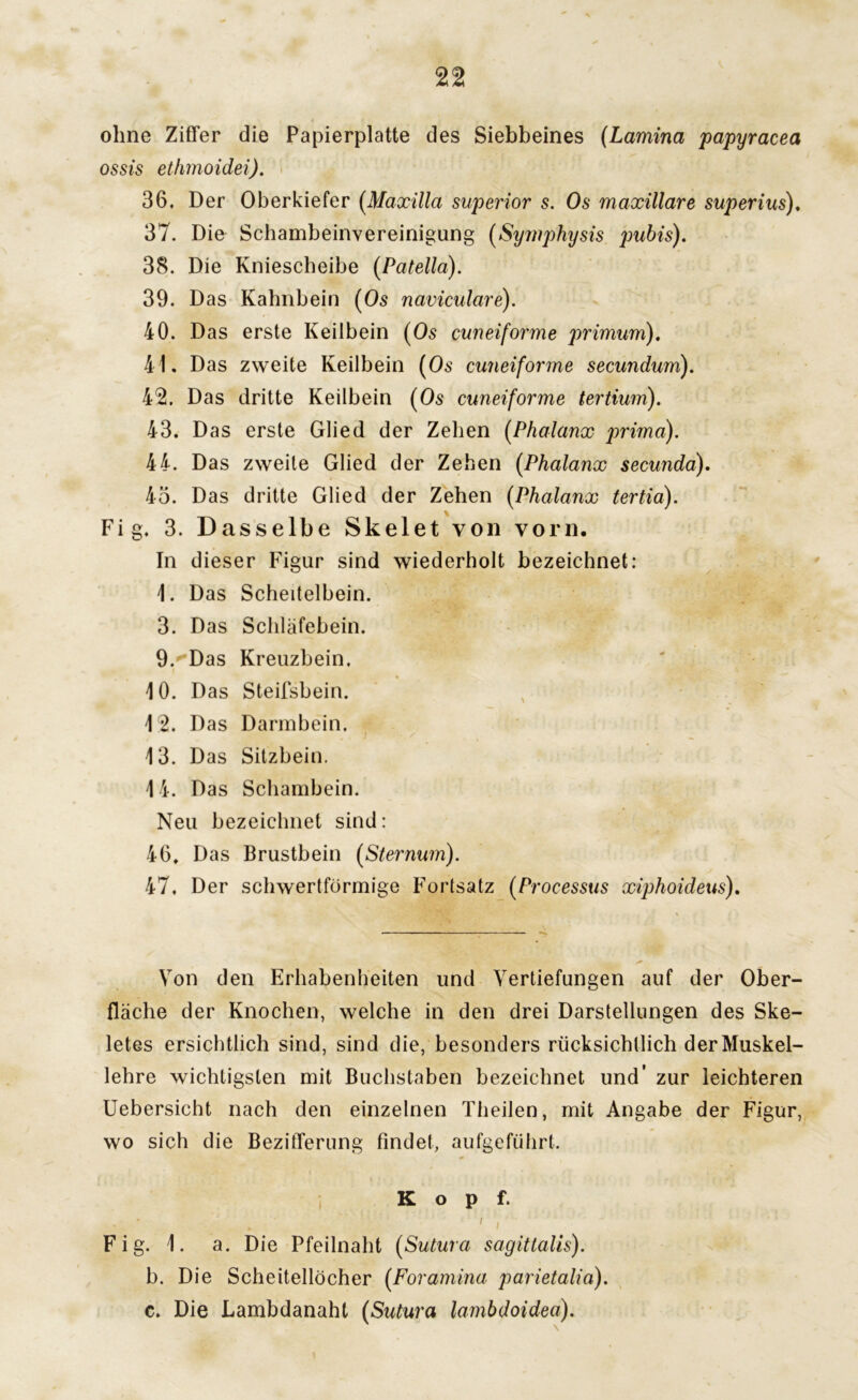 ohne Ziffer die Papierplatte des Siebbeines (Lamina papyracea ossis ethmoidei). 36. Der Oberkiefer (Maxilla superior s. Os maxillare superius), 37. Die Schambeinvereinigung (Symphysis pubis). 38. Die Kniescheibe (Patella). 39. Das Kahnbein (Os naviculare). 40. Das erste Keilbein (Os cuneiforme primum), 41. Das zweite Keilbein (Os cuneiforme secundum). 42. Das dritte Keilbein (Os cuneiforme tertium). 43. Das erste Glied der Zehen (Phalanx prima). 44. Das zweite Glied der Zehen (Phalanx secunda). 45. Das dritte Glied der Zehen (Phalanx tertia). Fig. 3. Dasselbe Skelet von vorn. In dieser Figur sind wiederholt bezeichnet: 1. Das Scheitelbein. 3. Das Schläfebein. 9. Das Kreuzbein. 10. Das Steifsbein. 12. Das Darmbein. 13. Das Sitzbein. 14. Das Schambein. Neu bezeichnet sind: 46. Das Brustbein (Sternum). 47. Der schwertförmige Fortsatz (Processus xiphoideus). Von den Erhabenheiten und Vertiefungen auf der Ober- fläche der Knochen, welche in den drei Darstellungen des Ske- letes ersichtlich sind, sind die, besonders rücksichllich der Muskel- lehre wichtigsten mit Buchstaben bezeichnet und’ zur leichteren Uebersicht nach den einzelnen Theilen, mit Angabe der Figur, wo sich die Bezifferung findet, aufgeführt. Kopf. . ' i Fig. 1. a. Die Pfeilnaht (Sutura sagittalis). b. Die Scheitellöcher (Foramina parietalia). c. Die Lambdanaht (Sutura lambdoidea).