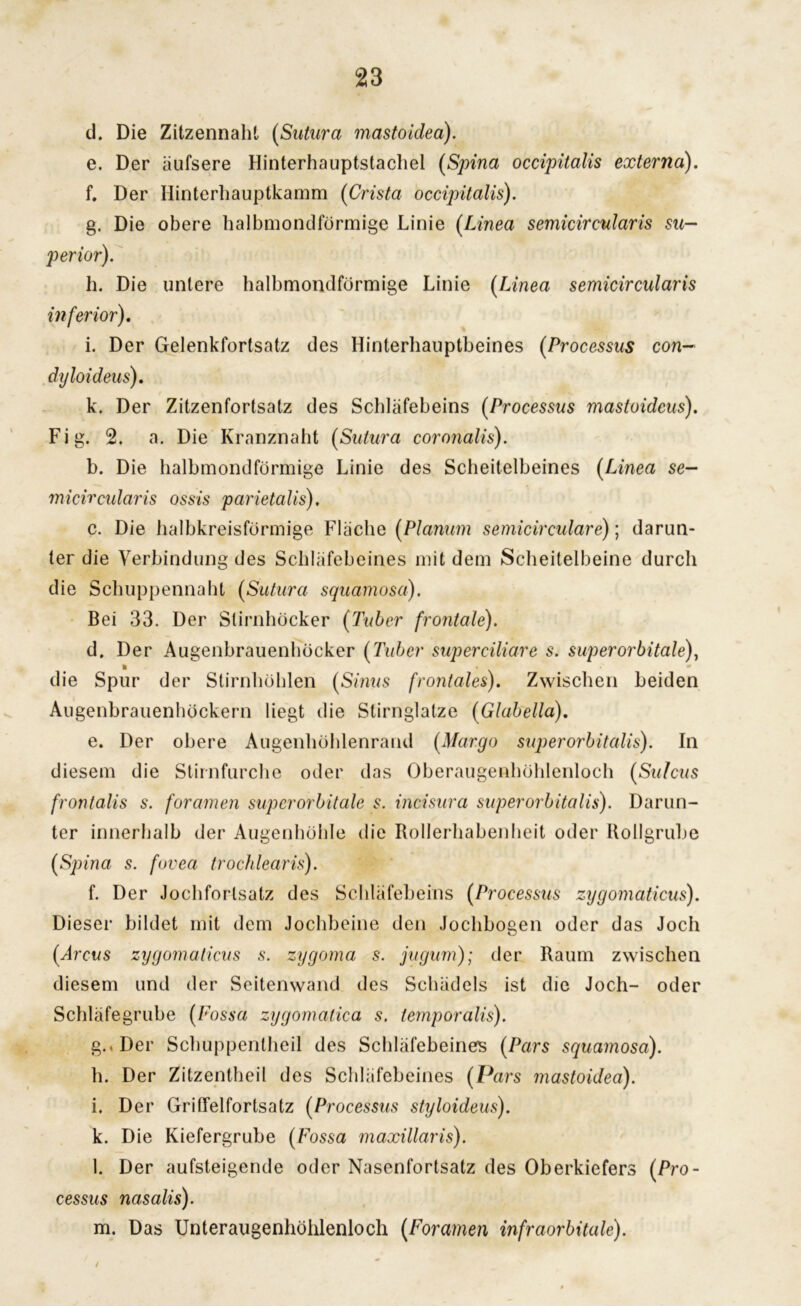 d. Die Zitzennaht (Sutura mastoidea). e. Der iiufsere Hinterhauptstachel (Spina occipitalis externa). f. Der Hinterhauptkamm (Crista occipitalis). g. Die obere halbmondförmige Linie (Linea semicircularis Su- perior). h. Die untere halbmondförmige Linie (Linea semicircularis inferior). i. Der Gelenkfortsatz des Hinterhauptbeines (Processus con— dyloideus). k. Der Zitzenfortsatz des Schläfeheins (Processus mastoidcus). Fig. 2. a. Die Kranznaht (Sutura coronalis). b. Die halbmondförmige Linie des Scheitelbeines (Linea se- micircularis ossis parietalis), c. Die halbkreisförmige Fläche (Planum semicirculare); darun- ter die Verbindung des Schläfebeines mit dem Scheitelbeine durch die Schuppennaht (Sutura squamosa). Bei 33. Der Stirnhöcker (Tuber frontale). d. Der Augenbrauenhöcker (Tuber superciliare s. super orbitale), die Spur der Stirnhöhlen (Sinus frontales). Zwischen beiden Augenbrauenhöckern liegt die Stirnglatze (Glabella). e. Der obere Augenhöhlenrand (Mar.go super orbitalis). In diesem die Stirnfurche oder das Oberaugenhöhlenloch (Sulcus frontalis s. foramen superorbitale s. incisura superorbitalis). Darun- ter innerhalb der Augenhöhle die Rollerhabenheit oder Rollgrube (Spina s. fovea trochlearis). f. Der Jochforlsatz des Schläfebeins (Processus zygomaticus). Dieser bildet mit dem Jochbeine den Jochbogen oder das Joch (Arcus zygomaticus s. zygoma s. jugum); der Raum zwischen diesem und der Seitenwand des Schädels ist die Joch- oder Schläfegrube (Fossa zygomatica s. temporalis). g. .Der Schuppentheil des Schläfebeines (Pars squamosa). h. Der Zitzentheil des Schläfebeines (Pars mastoidea). i. Der Griffelfortsatz (Processus styloideus). k. Die Kiefergrube (Fossa maxillaris). l. Der aufsteigende oder Nasenfortsatz des Oberkiefers (Pro- cessus nasalis). m. Das Unteraugenhöhlenloch (Foramen infraorbitale). /