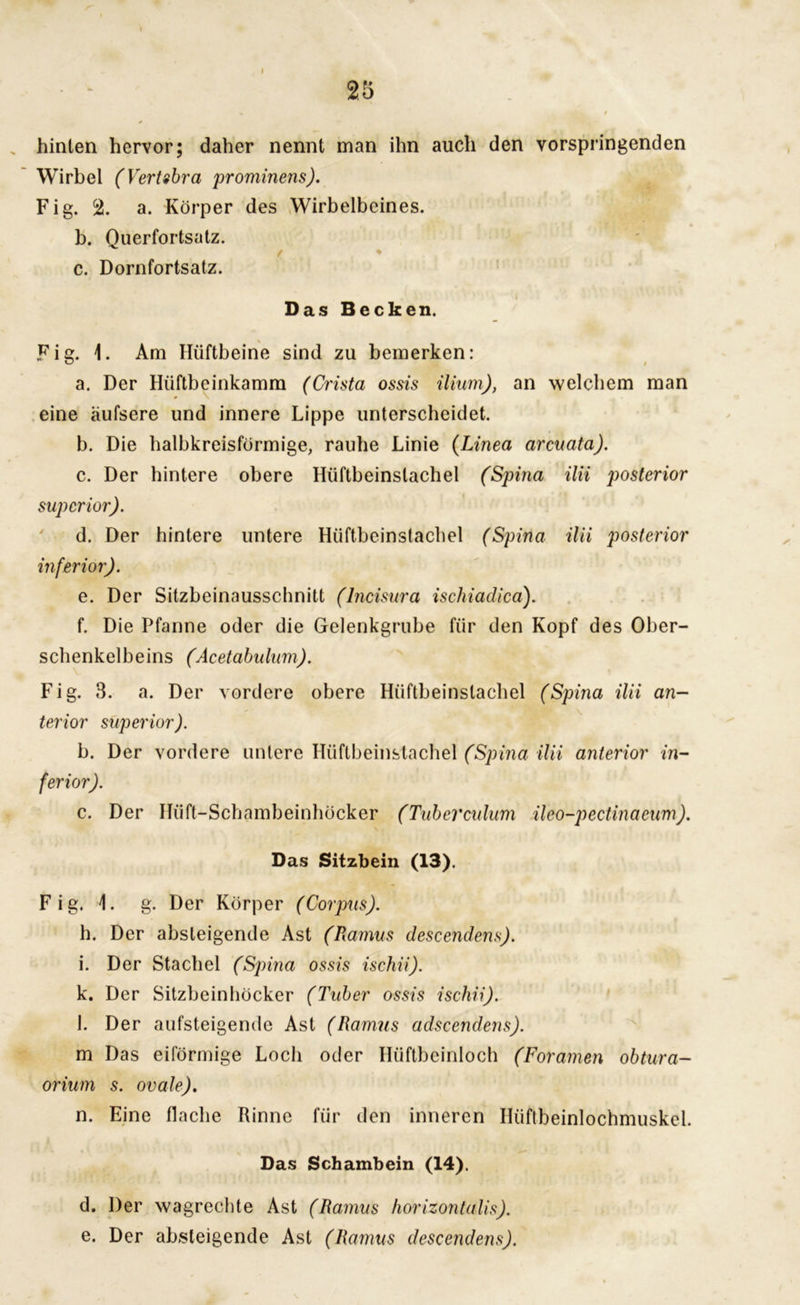 I 25 hinten hervor; daher nennt man ihn auch den vorspringenden Wirbel (Vertsbra 'prominens). Fig. % a. Körper des Wirbelbeines. b. Querfortsatz. / * c. Dornfortsatz. i Das Becken. Fig. 1. Am Hüftbeine sind zu bemerken: a. Der Hüftbeinkamm (Crista ossis ilium), an welchem man eine äufsere und innere Lippe unterscheidet. b. Die halbkreisförmige, rauhe Linie (Linea arcuata). c. Der hintere obere Hüftbeinslachel (Spina ilii posterior supcrior). d. Der hintere untere Hüftbeinstachel (Spina ilii posterior inferior). e. Der Sitzbeinausschnitt (lncisura ischiadica). f. Die Pfanne oder die Gelenkgrube für den Kopf des Ober- schenkelbeins (Acetabulum). Fig. 3. a. Der vordere obere Hüftbeinstachel (Spina ilii an- terior superior). b. Der vordere untere Hüftbeinstachel (Spina ilii anterior in- ferior). c. Der Hüft-Scbambeinhöcker (Tuberculum ileo-pectinaeum). Das Sitzbein (13). Fig. 1. g. Der Körper (Corpus). h. Der absteigende Ast (Ramus descendens). i. Der Stachel (Spina ossis ischii). k. Der Sitzbeinhöcker (Tuber ossis ischii). l. Der aufsteigende Ast (Ramus adscendens). m Das eiförmige Loch oder Hüftbeinloch (Foramen obtura- orium s. ovale). n. Eine flache Rinne für den inneren Hüftbeinlochmuskel. Das Schambein (14). d. Der wagrechte Ast (Ramus horizontalis). e. Der absteigende Ast (Ramus descendens).