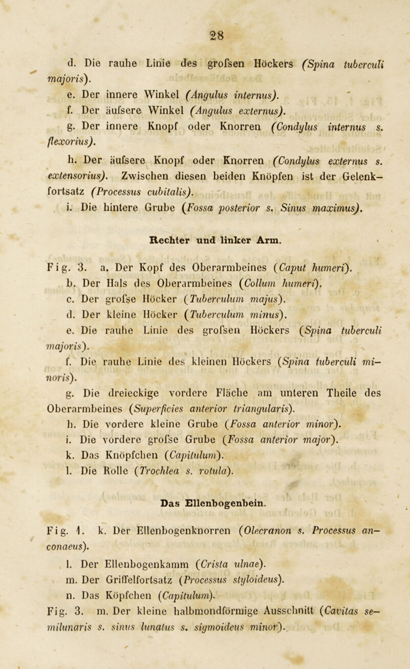 d. Die rauhe Linie des grofsen Höckers (Spina tuberculi majori s). e. Der innere Winkel (Angulus internus). f. Der äufsere Winkel (Angulus externus). g. Der innere Knopf oder Knorren (Condylus internus s. flexorius). h. Der äufsere Knopf oder Knorren (Condylus externus s. extensorius). Zwischen diesen beiden Knöpfen ist der Gelenk- fortsatz (Processus cubitalis). i. Die hintere Grube (Fossa posterior s. Sinus maximus). Rechter und linker Arm. * F i g. 3. a. Der Kopf des Oberarmbeines (Caput humerij. b. Der Hals des Oberarmbeines (Collum humeri). c. Der grofse Höcker (Tuberculum majus). d. Der kleine Höcker (Tuberculum minus'). e. Die rauhe Linie des grofsen Höckers (Spina tuberculi majoris). s f. Die rauhe Linie des kleinen Höckers (Spina tuberculi mi- * noris). g. Die dreieckige vordere Fläche am unteren Theile des Oberarmbeines (Superficies anterior triangularis). h. Die vordere kleine Grube (Fossa anterior minor). i. Die vordere grofse Grube (Fossa anterior major). k. Das Knöpfchen (Capitulum). l. Die Rolle (Trochlea s. rotula). Das Ellenbogenbein. Fig. 1. k. Der Ellenbogenknorren (Olecranon s. Processus an- conaeus). l. Der Ellenbogenkamm (Crista ulnae). m. Der Griffelfortsatz (Processus styloideus). n. Das Köpfchen (Capitulum). Fig. 3. m. Der kleine halbmondförmige Ausschnitt (Cavitas se- milunar is s. sinus lunatus s. sigmoideus minor).