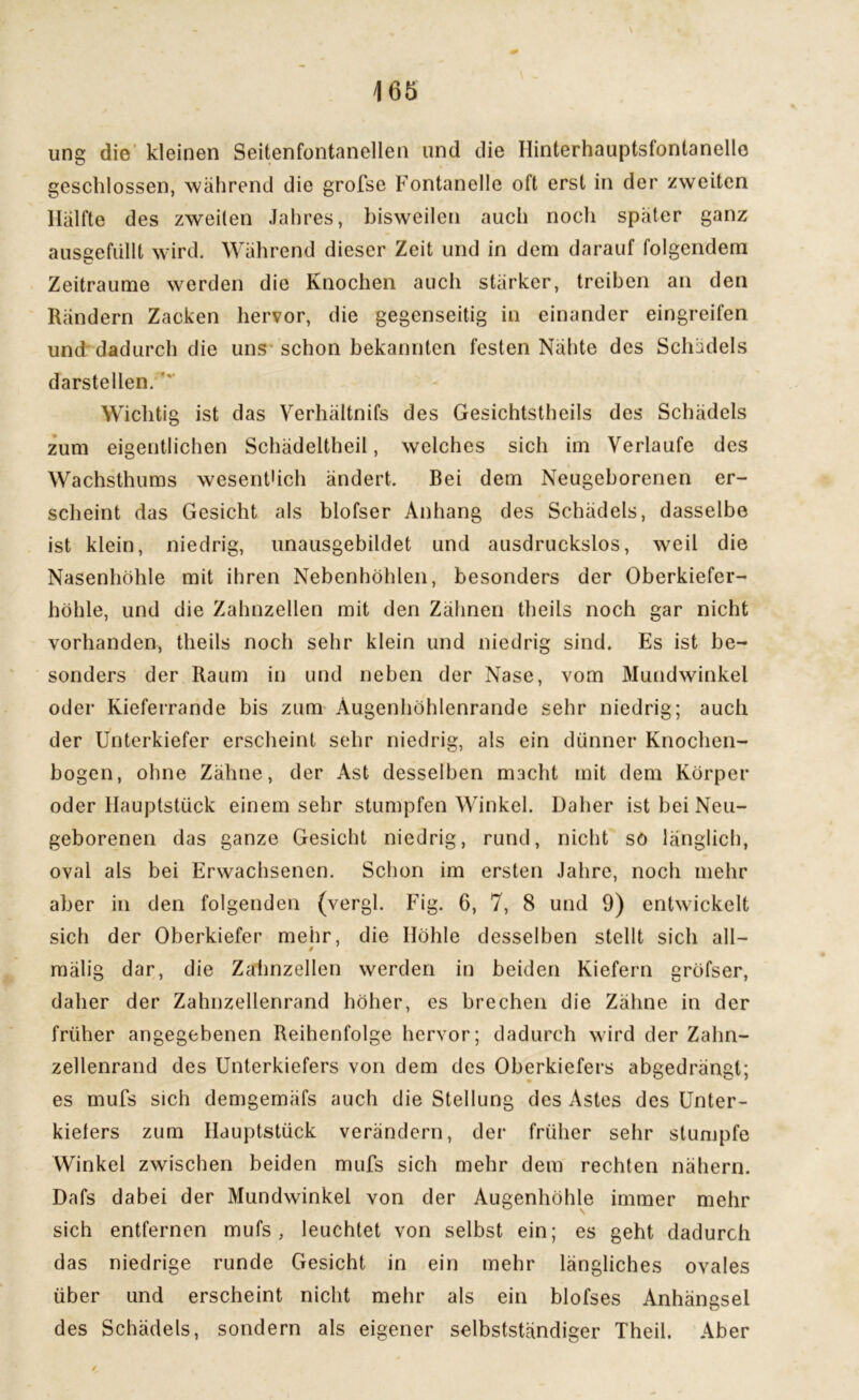 ung die kleinen Seitenfontanellen und die Hinterhauptsfontanello geschlossen, während die grofse Fontanelle oft erst in der zweiten Hälfte des zweiten Jahres, bisweilen auch noch später ganz ausgefiillt wird. Während dieser Zeit und in dem darauf folgendem Zeiträume werden die Knochen auch stärker, treiben an den Rändern Zacken hervor, die gegenseitig in einander eingreifen und dadurch die uns schon bekannten festen Nähte des Schädels darstellen. Wichtig ist das Verhältnis des Gesichtstheils des Schädels zum eigentlichen Schädeltheil, welches sich im Verlaufe des Wachsthums wesentlich ändert. Bei dem Neugeborenen er- scheint das Gesicht als blofser Anhang des Schädels, dasselbe ist klein, niedrig, unausgebildet und ausdruckslos, weil die Nasenhöhle mit ihren Nebenhöhlen, besonders der Oberkiefer- höhle, und die Zahnzellen mit den Zähnen theils noch gar nicht vorhanden, theils noch sehr klein und niedrig sind. Es ist be- sonders der Raum in und neben der Nase, vom Mundwinkel oder Kieferrande bis zum Augenhöhlenrande sehr niedrig; auch der Unterkiefer erscheint sehr niedrig, als ein dünner Knochen- bogen, ohne Zähne, der Ast desselben macht mit dem Körper oder Ilauptstück einemsehr stumpfen Winkel. Daher ist bei Neu- geborenen das ganze Gesicht niedrig, rund, nicht so länglich, oval als bei Erwachsenen. Schon im ersten Jahre, noch mehr aber in den folgenden (vergl. Fig. 6, 7, 8 und 9) entwickelt sich der Oberkiefer mehr, die Höhle desselben stellt sich all— mälig dar, die Zahnzellen werden in beiden Kiefern gröfser, daher der Zahnzellenrand höher, es brechen die Zähne in der früher angegebenen Reihenfolge hervor; dadurch wird der Zahn- zellenrand des Unterkiefers von dem des Oberkiefers abgedrängt; es mufs sich demgemäfs auch die Stellung des Astes des Unter- kiefers zum Hauptstück verändern, der früher sehr stumpfe Winkel zwischen beiden mufs sich mehr dem rechten nähern. Dafs dabei der Mundwinkel von der Augenhöhle immer mehr sich entfernen mufs, leuchtet von selbst ein; es geht dadurch das niedrige runde Gesicht in ein mehr längliches ovales über und erscheint nicht mehr als ein blofses Anhängsel des Schädels, sondern als eigener selbstständiger Theil. Aber /