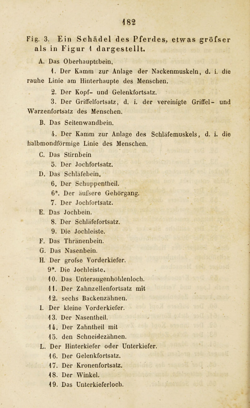 Fig. 3, Ein Schädel des Pferdes* etwas gröfser als in Figur 1 dargestellt. A. Das Oberhauptsbein. 1. Der Kamm zur Anlage der Nackenmuskeln, d. i. die rauhe Linie am Hinterhaupte des Menschen, 2. Der Kopf- und Gelenkfortsatz. 3. Der Griffelfortsatz, d. i. der vereinigte Griffel- und Warzenfortsatz des Menschen. B. Das Seitenwandbein. 4. Der Kamm zur Anlage des Schläfemuskels, d. i. die halbmondförmige Linie des Menschen. C. Das Stirnbein 5. Der Jochfortsatz. D. Das Schläfebein. 6. Der Schuppentheil. 6*. Der äufsere Gehörgang. - 7. Der Jochfortsatz. E. Das Jochbein. 8. Der Schläfefortsalz. 9. Die Jochleiste. F. Das Thränenbein. G. Das Nasenbein. H. Der grofse Vorderkiefer. 9*. Die Jochleiste. 10. Das Unteraugenhöhlenloch. 11. Der Zahnzellenforlsatz mit ' / t 12. sechs Backenzähnen. I. Der kleine Vorderkiefer. 13. Der Nasentheil. 14. Der Zahntheil mit 15. den Schneidezähnen. L. Der Hinterkiefer oder Unterkiefer. 16. Der Gelenkfortsatz. 17. Der Kronenfortsatz. 18. Der Winkel. 19. Das Unterkieferloch.