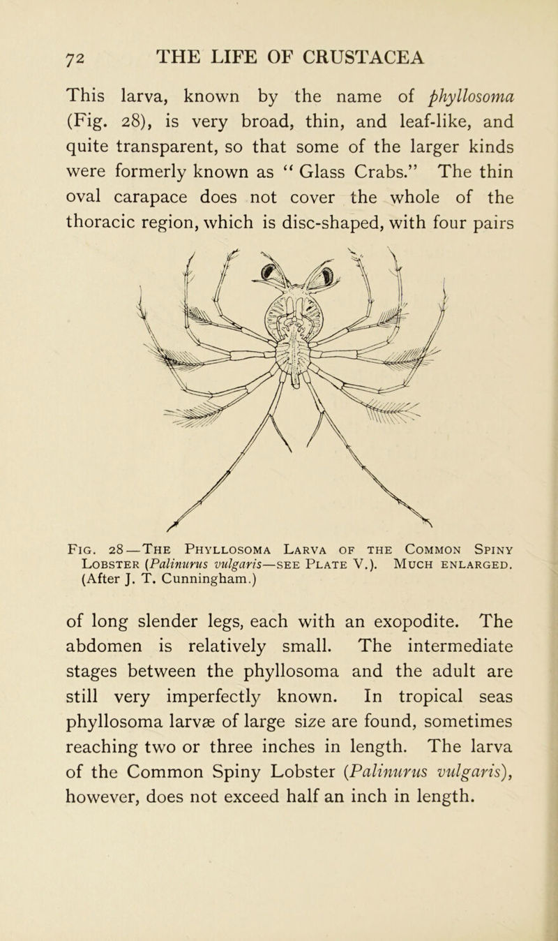 This larva, known by the name of phyllosoma (Fig. 28), is very broad, thin, and leaf-like, and quite transparent, so that some of the larger kinds were formerly known as “ Glass Crabs.” The thin oval carapace does not cover the whole of the thoracic region, which is disc-shaped, with four pairs Fig. 28—The Phyllosoma Larva of the Common Spiny Lobster [Palimmis vulgaris—see Plate V.). Much enlarged. (After J. T. Cunningham.) of long slender legs, each with an exopodite. The abdomen is relatively small. The intermediate stages between the phyllosoma and the adult are still very imperfectly known. In tropical seas phyllosoma larvae of large size are found, sometimes reaching two or three inches in length. The larva of the Common Spiny Lobster {Palmurus vulgaris)^ however, does not exceed half an inch in length.