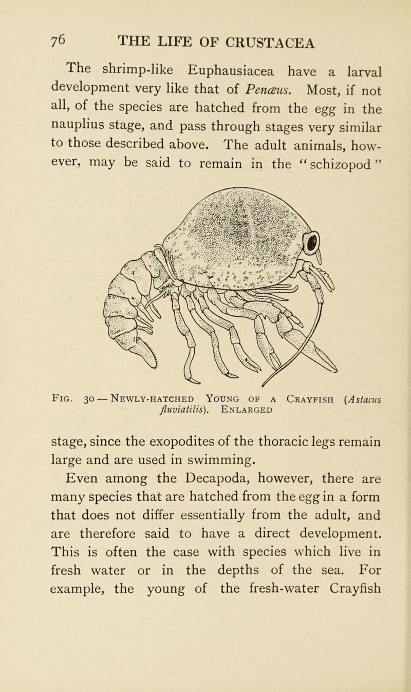 The shrimp-like Euphausiacea have a larval development very like that of PencBus. Most, if not all, of the species are hatched from the egg in the nauplius stage, and pass through stages very similar to those described above. The adult animals, how- ever, may be said to remain in the schizopod ” Fig. 30 — Newly-hatched Young of a Crayfish [Astants fluviatilis). Enlarged stage, since the exopodites of the thoracic legs remain large and are used in swimming. Even among the Decapoda, however, there are many species that are hatched from the egg in a form that does not differ essentially from the adult, and are therefore said to have a direct development. This is often the case with species which live in fresh water or in the depths of the sea. For example, the young of the fresh-water Crayfish