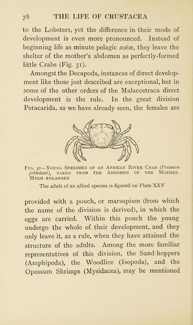 to the Lobsters, yet the difference in their mode of development is even more pronounced. Instead of beginning life as minute pelagic zoeae, they leave the shelter of the mother’s abdomen as perfectly-formed little Crabs (Fig. 31). Amongst the Decapoda, instances of direct develop- ment like those just described are exceptional, but in some of the other orders of the Malacostraca direct development is the rule. In the great division Peracarida, as we have already seen, the females are Fig. 31 —Young Specimen of an African River Crab {Potamon johnstoni), taken from the Abdomen of the Mother. Much enlarged The adult of an allied species is figured on Plate XXV provided with a pouch, or marsupium (from which the name of the division is derived), in which the eggs are carried. Within this pouch the young undergo the whole of their development, and they only leave it, as a rule, when they have attained the structure of the adults. Among the more familiar representatives of this division, the Sand-hoppers (Amphipoda), the Woodlice (Isopoda), and the Opossum Shrimps (Mysidacea), may be mentioned