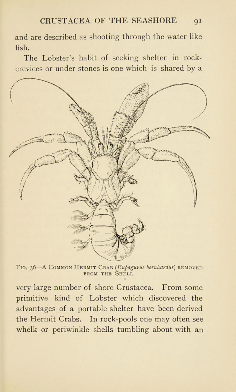 and are described as shooting through the water like fish. The Lobster’s habit of seeking shelter in rock- crevices or under stones is one which is shared by a Fig. 36—A Common Hermit Crab {Eupagurus bernhardus) removed FROM THE Shell very large number of shore Crustacea. From some primitive kind of Lobster which discovered the advantages of a portable shelter have been derived the Hermit Crabs. In rock-pools one may often see whelk or periwinkle shells tumbling about with an