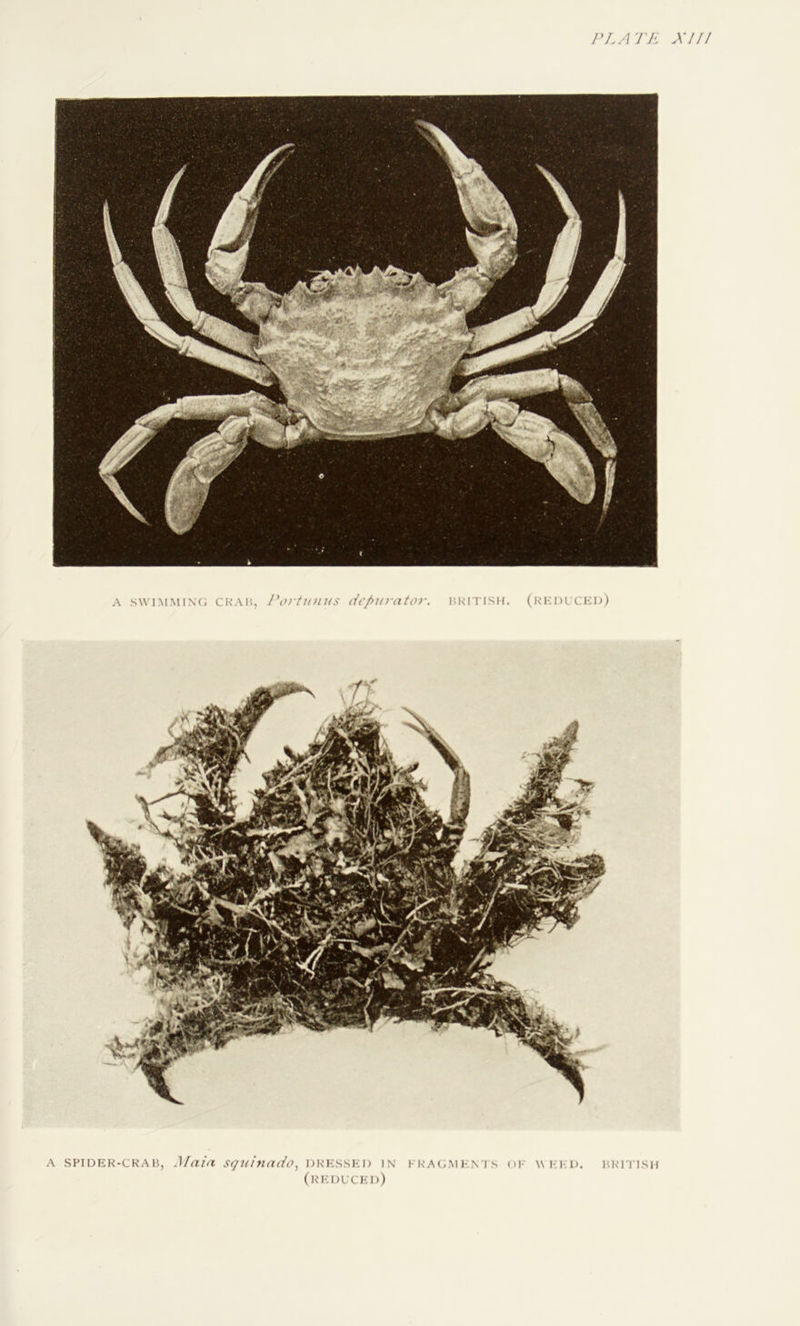 PLATE XUI A SWIMMINC; Cl-IAI'., PoifuHUS t07\ BNITISH. (KKOLCKD) A SPIDEK-CKAB, Main, squifindo, DNKSSKI) IN I'KACl.M KN'I S Ol- WKKD. HKITISH (hkduckd)