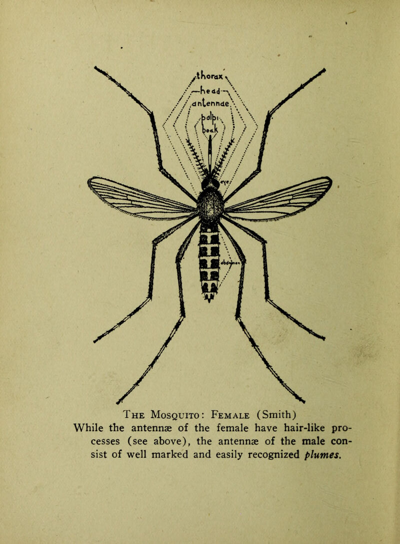 The Mosquito: Female (Smith) While the antennse of the female have hair-like pro- cesses (see above), the antennae of the male con- sist of well marked and easily recognized plumes.