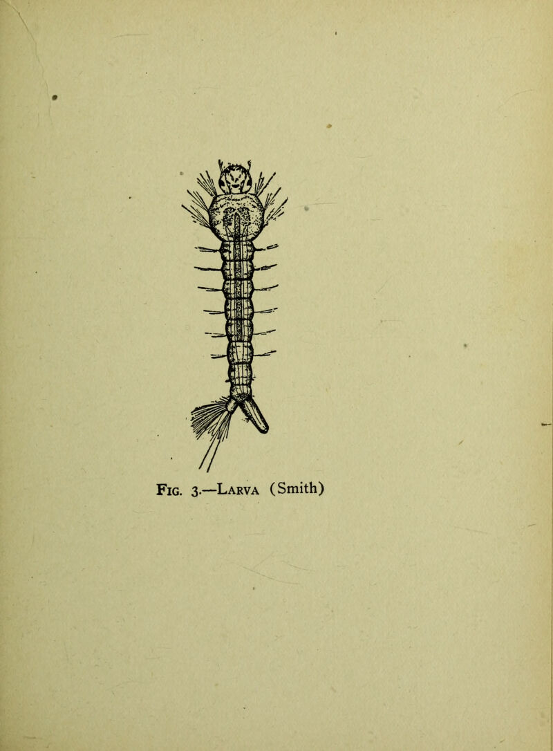 Fig. 3.—Larva (Smith)