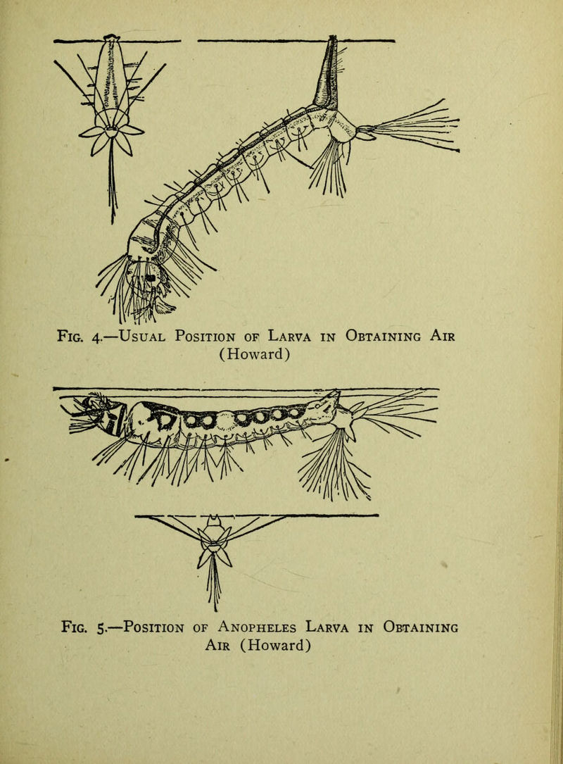 Fig. 4.—Usual Position of Larva in Obtaining Air (Howard) Fig. 5-—Position of Anopheles Larva in Obtaining Air (Howard)