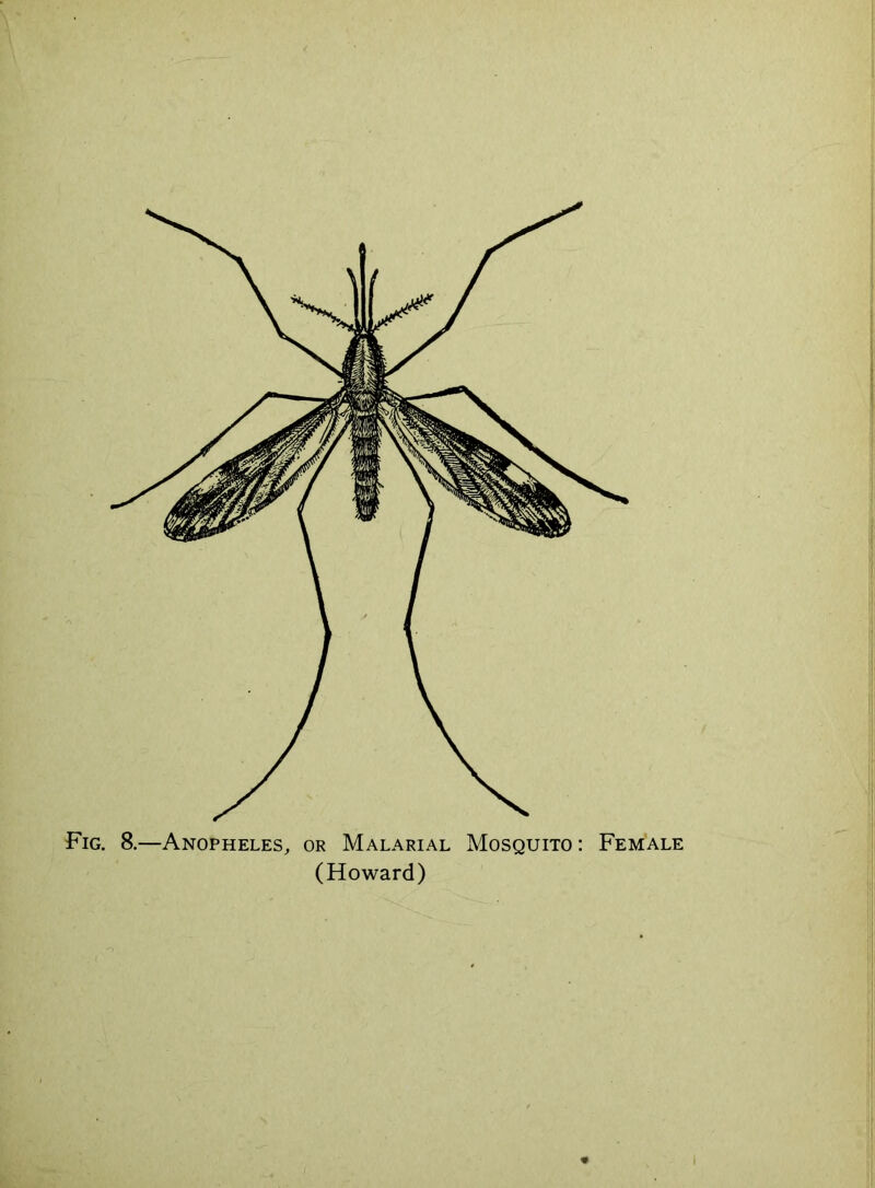 Fig. 8.—Anopheles, or Malarial Mosquito: Female (Howard)