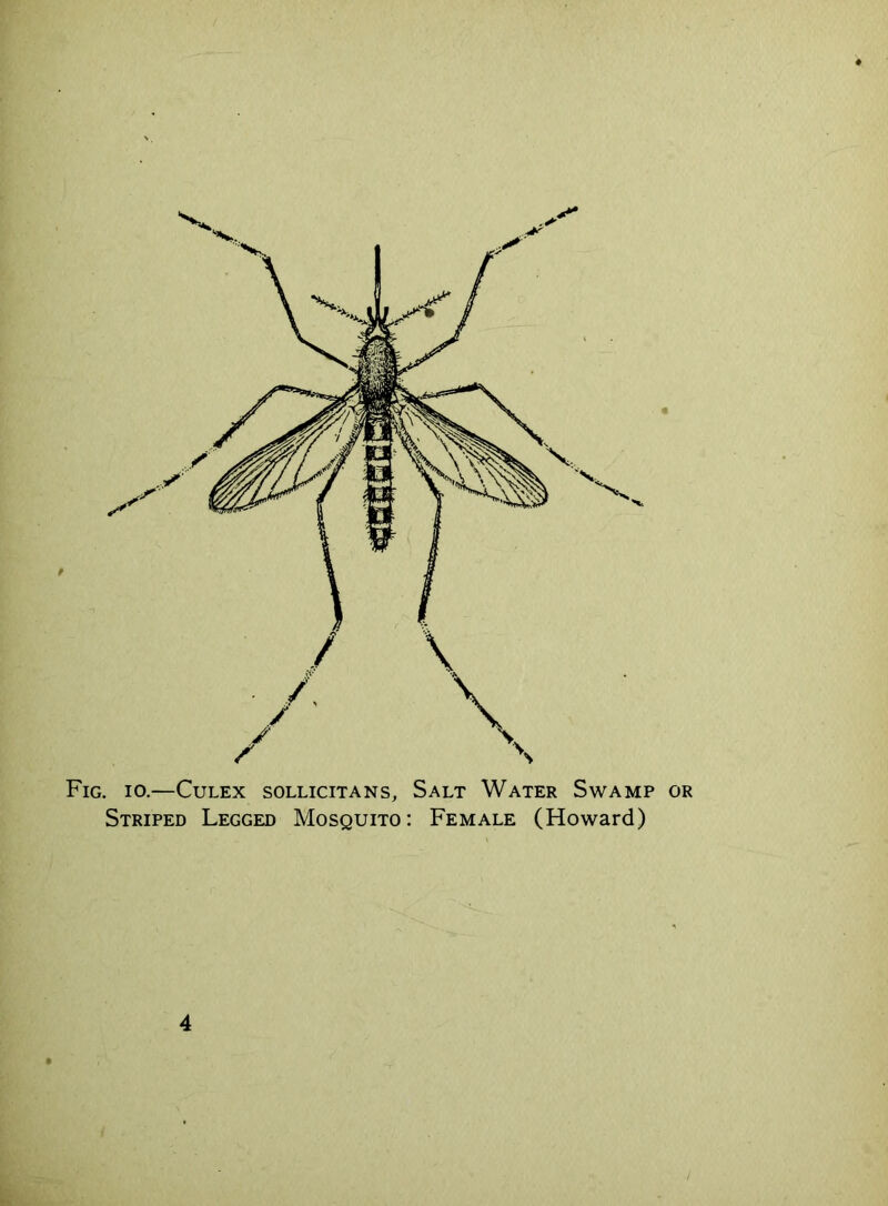 Fig. io.—Culex sollicitans. Salt Water Swamp or Striped Legged Mosquito: Female (Howard) 4