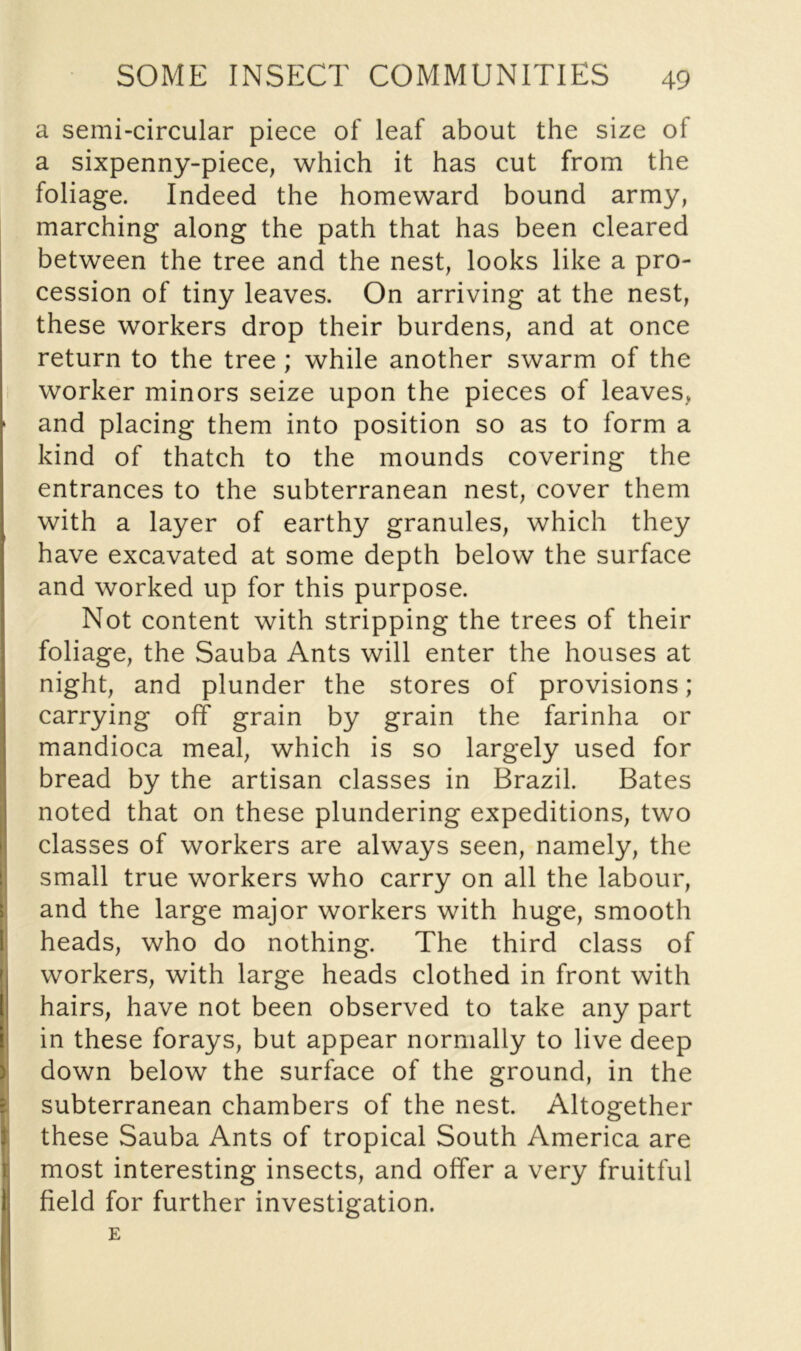 a semi-circular piece of leaf about the size of a sixpenny-piece, which it has cut from the foliage. Indeed the homeward bound army, marching along the path that has been cleared between the tree and the nest, looks like a pro- cession of tiny leaves. On arriving at the nest, these workers drop their burdens, and at once return to the tree; while another swarm of the worker minors seize upon the pieces of leaves, and placing them into position so as to form a kind of thatch to the mounds covering the entrances to the subterranean nest, cover them with a layer of earthy granules, which they have excavated at some depth below the surface and worked up for this purpose. Not content with stripping the trees of their foliage, the Sauba Ants will enter the houses at night, and plunder the stores of provisions; carrying off grain by grain the farinha or mandioca meal, which is so largely used for bread by the artisan classes in Brazil. Bates noted that on these plundering expeditions, two classes of workers are always seen, namely, the small true workers who carry on all the labour, and the large major workers with huge, smooth heads, who do nothing. The third class of workers, with large heads clothed in front with hairs, have not been observed to take any part in these forays, but appear normally to live deep down below the surface of the ground, in the subterranean chambers of the nest. Altogether these Sauba Ants of tropical South America are most interesting insects, and offer a very fruitful field for further investigation. E