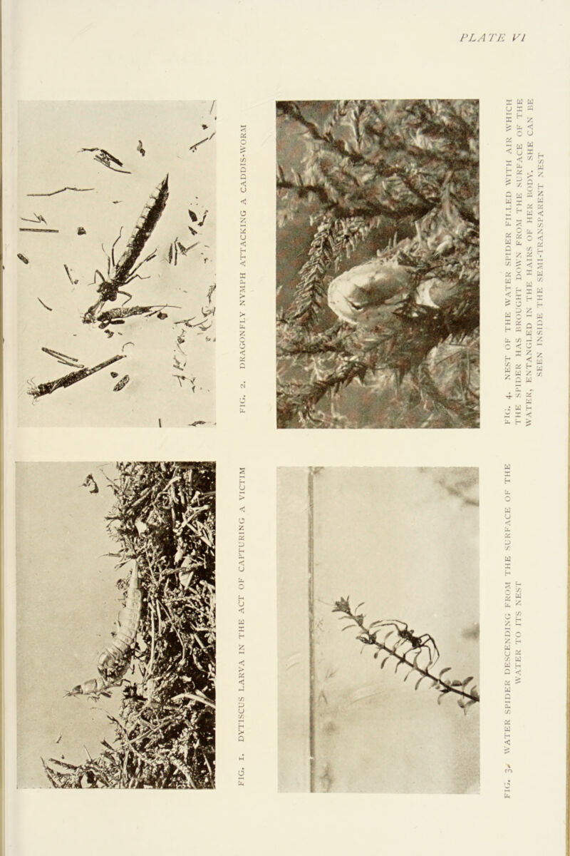 FLAT 1C yj FIG. 3«. WATER Sl'IDKR nKSCENIMNC; FROM THE SURFACE OF THE FU;. 4. NEST OF THE WATER SI'IDER FH.l.El) WITH AIR WHICH WATER TO ITS NEST THE SI'IOER HAS BROUGHT DOWN FROM THE SURFACE OF THE