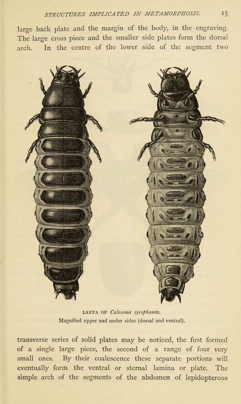 large back plate and the margin of the body, in the engraving. The large cross piece and the smaller side plates form the dorsal arch. In the centre of the lower side of the segment two LARVA OF Caloso7ua sycophanta. Magnified upper and under sides (dorsal and ventral). transverse series of solid plates may be noticed, the first formed of a single large piece, the second of a range of four very small ones. By their coalescence these separate portions will eventually form the ventral or sternal lamina or plate. The simple arch of the segments of the abdomen of lepidopterous