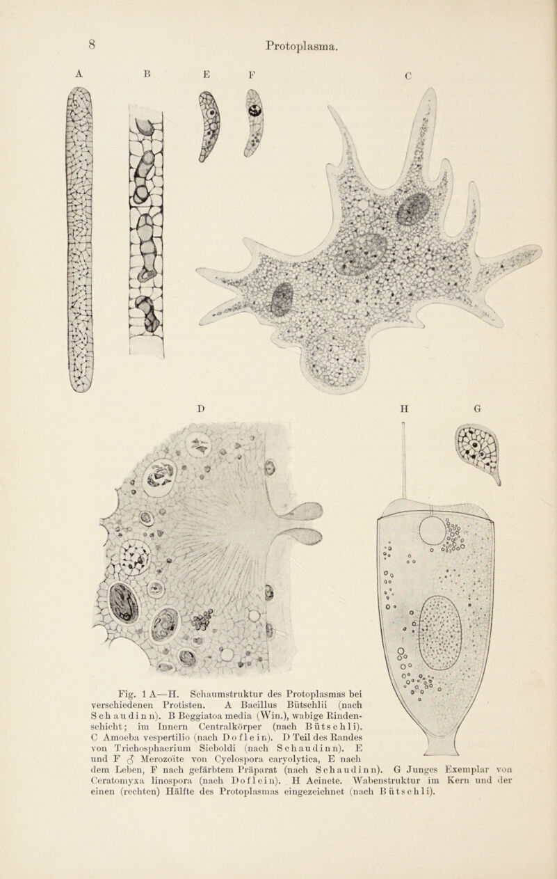 D H G n Fig. 1 A—H. Schaumstruktiir des Protoplasmas bei verschiedenen Protisten. A Bacillus Bütschlii (nach S c h a u d i n n). B Beggiatoa media (Win.), wabige Binden- scbicht; im Innern Centralkörper (nach Bütschli). C Amoeba vespertilio (nach I) o f 1 e in). D Teil des Randes von Trichosphaerium Sieboldi (nach Schaudinn). E und F Merozoite von Cyclospora caryolytica, E nach dem Leben, F nach gefärbtem Präparat (nach Schaudinn). G Junges Exemplar von Ceratomyxa linospora (nach Do fl ein). H Acinete. AVabenstruktur im Kern und der einen (rechten) Hälfte des Protoplasmas eingezeichnet (nach Bütschli).