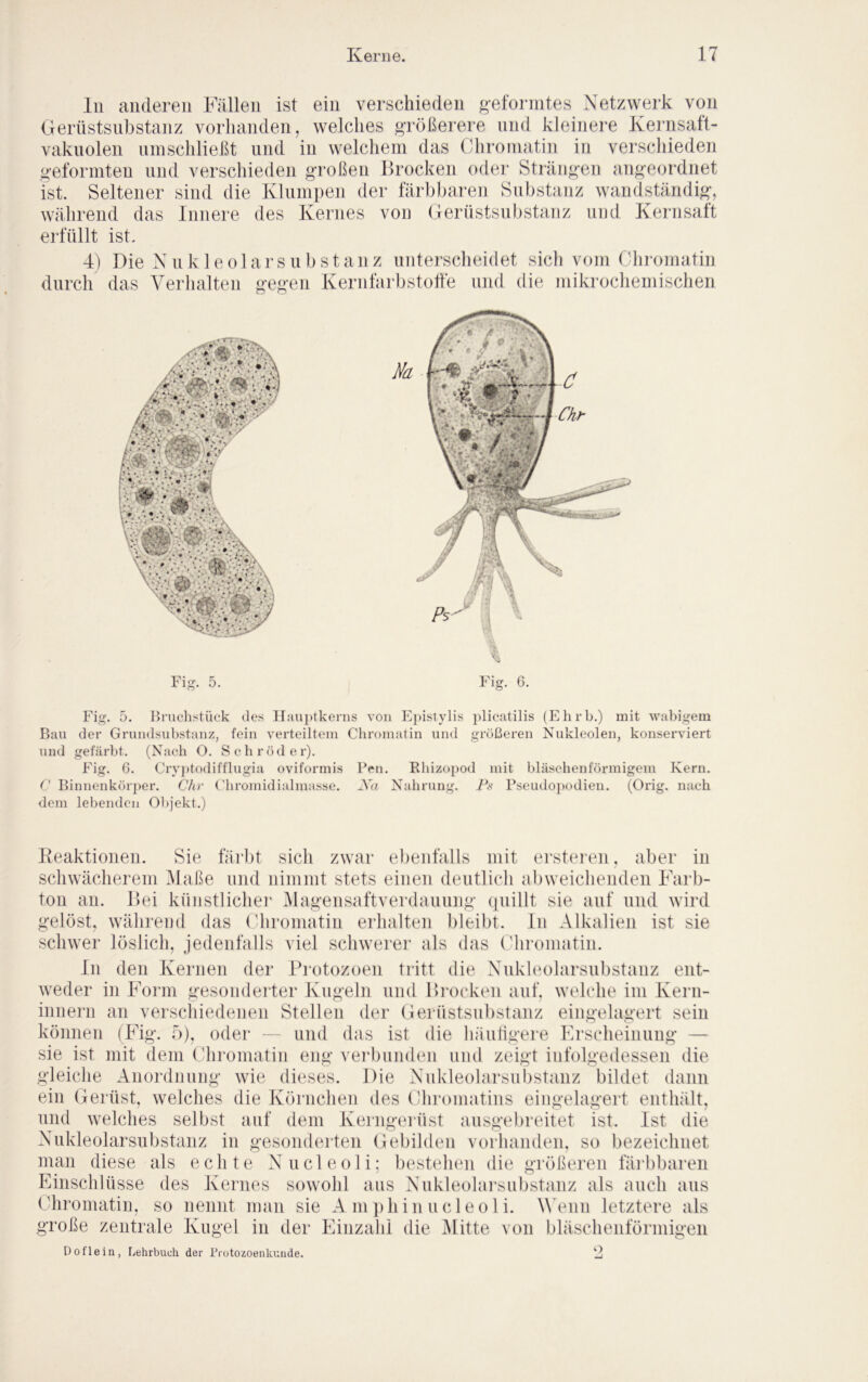 lii anderen Fällen ist ein verschieden geformtes Netzwerk von Gerüstsnbstanz vorhanden, welclies größerere und kleinere Kernsaft- vakiiolen ninschließt und in welchem das Chromatin in verscliieden geformten und verscliieden großen llrocken oder Strängen angeordnet ist. Seltener sind die Klumpen der färbbaren Substanz wandständig, während das Innere des Kernes von Gerüstsnbstanz und Kernsaft erfüllt ist. 4) durch Die Nnkleolarsnbstanz unterscheidet sich vom Chiomatin das Verhalten gegen Kernfarbstotfe und die mikrochemischen Fig. 5. Fig. 6. Fig. 5. Bruchstück des IIau}»tkerns von E])istylis plicatilis (Ehrb.) mit wabigem Bau der Grundsubstauz, fein verteiltem Chromatin und größeren Nukleolen, konserviert und gefärbt. (Nach O. Schröder). Fig. 6. Cryj)todifflugia oviformis Frn. Ehizopod mit bläschenförmigem Kern. C Binnenkörper. Chr ('hroinidialmasse. Xa Nahrung. Ps rseudoj)odien. (Orig, nach dem lebenden Objekt.) Keaktioiien. Sie fäi'bt sich zwar ebenfalls mit ersteien, aber in schwächerem Maße und nimmt stets einen deutlich abweichenden Farb- ton au. Bei künstlichei* Magensaftverdaunng ([iiillt sie auf und wird gelöst, während das (diromatin erhalten bleibt, in Alkalien ist sie schwer löslich, jedenfalls viel schwerer als das Chromatin. In den Kernen der Protozoen tritt die Xnkleolarsnbstanz ent- weder in Form gesondeiter Kugeln und Brocken auf, welche im Kern- innern an verschiedenen Stellen der Gerüstsnbstanz eingelagert sein können (Fig. ö), oder - und das ist die häiiligere Erscheinung — sie ist mit dem Chromatin eng vei’biinden und zeigt infolgedessen die gleiche Anordnung wie dieses. Die Nnkleolarsnbstanz bildet dann ein Gerüst, welches die Körnchen des Cliromatins eingelagert enthält, und welches selbst auf dem Kerngeiüst ansgebreitet ist. Ist die Nnkleolarsnbstanz in gesonderten Gebilden vorlianden. so bezeichnet man diese als echte Nncleoli; bestehen die größeren fäi’bbaren Einschlüsse des Kernes sowohl aus Nnkleolai’substanz als auch ans Chromatin, so nennt man sie A m])hinncleoli. W enn letztere als große zentrale Kugel in der Einzahl die Mitte von bläschenförmigen Doflein, Lehrbuch, der Prutozoenkunde.