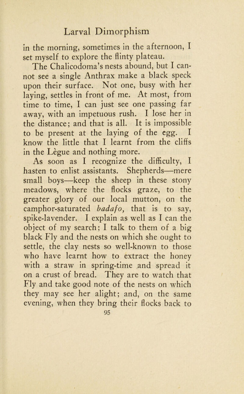 în the mornlng, sometimes in the afternoon, I set myself to explore the flinty plateau. The Chalicodoma’s nests abound, but I can- nât see a single Anthrax make a black speck upon their surface. Not one, busy with her laying, settles in front of me. At most, from time to time, I can just see one passing far away, with an impetuous rush. I lose her in the distance; and that is ail. It is impossible to be présent at the laying of the egg. I know the little that I learnt from the cliffs in the Lègue and nothing more. As soon as I recognize the difficulty, I hasten to enlist assistants. Shepherds—mere small boys—keep the sheep in these stony meadows, where the flocks graze, to the greater glory of our local mutton, on the camphor-saturated badafo, that is to say, spike-lavender. I explain as well as I can the object of my search; I talk to them of a big black Fly and the nests on which she ought to settle, the clay nests so well-known to those who hâve learnt how to extract the honey with a straw in spring-time ,and spread it on a crust of bread. They are to watch that Fly and take good note of the nests on which they may see her alight; and, on the same evening, when they bring their flocks back to
