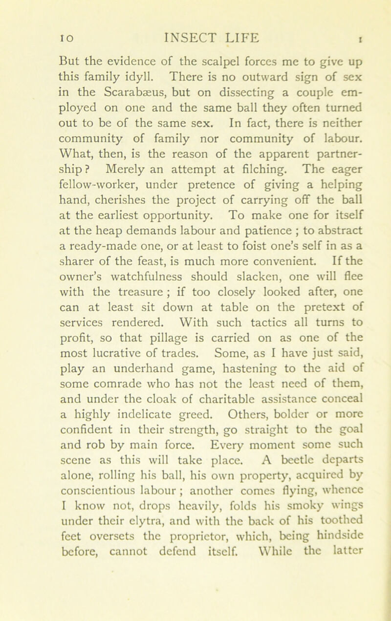 But the evidence of the scalpel forces me to give up this family idyll. There is no outward sign of sex in the Scarabæus, but on dissecting a couple em- ployed on one and the same bail they often turned out to be of the same sex. In fact, there is neither community of family nor community of labour. What, then, is the reason of the apparent partner- ship ? Merely an attempt at filching. The eager fellow-worker, under pretence of giving a helping hand, cherishes the project of carrying off the bail at the earliest opportunity. To make one for itself at the heap demands labour and patience ; to abstract a ready-made one, or at least to foist one’s self in as a sharer of the feast, is much more convenient. If the ovvner’s watchfulness should slacken, one will flee with the treasure ; if too closely looked after, one can at least sit down at table on the pretext of services rendered. With such tactics ail turns to profit, so that pillage is carried on as one of the most lucrative of trades. Some, as I hâve just said, play an underhand game, hastening to the aid of some comrade who has not the least need of them, and under the cloak of charitable assistance conceal a highly indélicate greed. Others, bolder or more confident in their strength, go straight to the goal and rob by main force. Every moment some such scene as this will take place. A beetle départs alone, rolling his bail, his own propcrty, acquircd by conscientious labour ; another cornes flying, whence I know not, drops heavily, folds his smoky wings under their elytra, and with the back of his toothed feet oversets the proprietor, which, being hindside before, cannot défend itself. While the latter