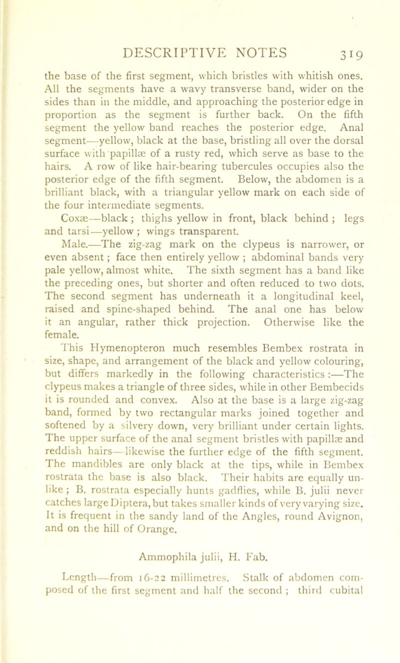 the base of the first segment, which bristles with whitish ones. AU the segments hâve a wavy transverse band, wider on the sides than in the middle, and approaching the posterior edge in proportion as the segment is further back. On the fifth segment the yellow band reaches the posterior edge. Anal segment—yellow, black at the base, bristling ail over the dorsal surface with papillæ of a rusty red, which serve as base to the hairs. A row of like hair-bearing tubercules occupies also the posterior edge of the fifth segment. Below, the abdomen is a brilliant black, with a triangular yellow mark on each side of the four intermediate segments. Coxæ—black ; thighs yeUow in front, black behind ; legs and tarsi—yellow ; wings transparent. Male.-—The zig-zag mark on the clypeus is narrower, or even absent ; face then entirely yellow ; abdominal bands very pale yellow, almost white. The sixth segment has a band like the preceding ones, but shorter and often reduced to two dots. The second segment has underneath it a longitudinal keel, raised and spine-shaped behind. The anal one has below it an angular, rather thick projection. Otherwise like the female. This Hymenopteron much resembles Bembex rostrata in size, shape, and arrangement of the black and yellow colouring, but differs markedly in the following characteristics :—The clypeus makes a triangle of three sides, while in other Bembecids it is rounded and convex. Also at the base is a large zig-zag band, formed by two rectangular marks joined together and softened by a silvery down, ver)' brilliant under certain lights. The upper surface of the anal segment bristles with papillæ and reddish hairs—likewise the further edge of the fifth segment. The mandibles are only black at the tips, while in Bembex rostrata the base is also black. Their habits are equally un- like ; B. rostrata especially hunls gadflies, while B. julii never catches large Diptera, but takes smaller kinds of very varying size. It is frequent in the sandy land of the Angles, round Avignon, and on the hill of Orange. Ammophila julii, H. Fab. Lcngth—from 16-22 millimétrés. Stalle of abdomen com- posed of the first segment and half the second ; third cubital