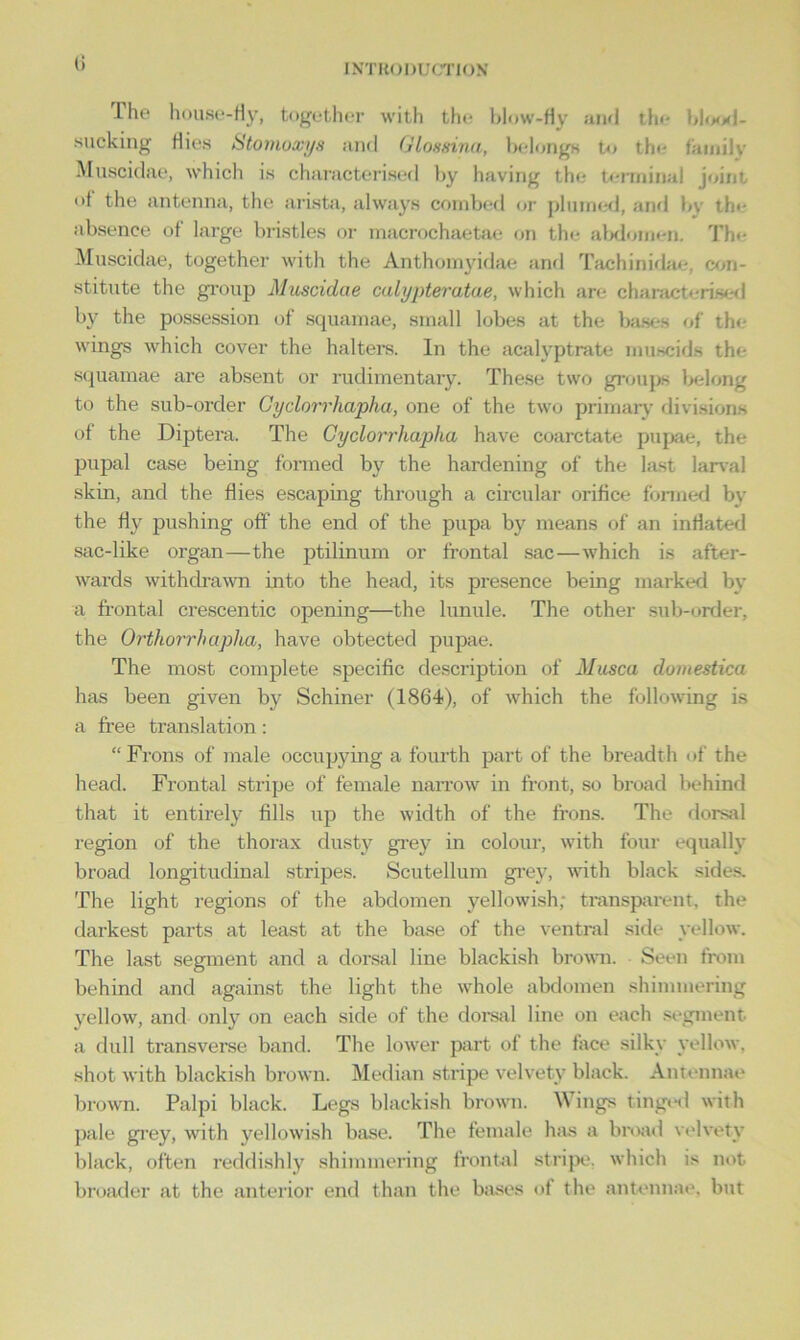 (i I he house-fly, together with the blow-fly and the blood- sucking flies Stomoxys and Glossina, belongs to the family Muscidae, which is characterised by having the terminal joint of the antenna, the arista, always combed or plumed, and by the absence of large bristles or macrochaetae on the abdomen. The Muscidae, together with the Anthomyidae and Tachinidae. con- stitute the group Muscidae calypteratae, which are characterised by the possession of squamae, small lobes at the bases of the wings which cover the halters. In the acalyptrate muscids the squamae are absent or rudimentary. These two groups belong to the sub-order Gyclorrhapha, one of the two primary divisions of the Diptera. The Gyclorrhapha have coarctate pupae, the pupal case being formed by the hardening of the last larval skin, and the flies escaping through a circular orifice formed by the fly pushing off the end of the pupa by means of an inflated sac-like organ—the ptilinum or frontal sac—which is after- wards withdrawn into the head, its presence being marked by a frontal crescentic opening—the lunule. The other sub-order, the Orthorrhapha, have obtected pupae. The most complete specific description of Musca domestica has been given by Schiner (1864), of which the following is a free translation: “Frons of male occupying a fourth part of the breadth of the head. Frontal stripe of female narrow in front, so broad behind that it entirely fills up the width of the frons. The dorsal region of the thorax dusty grey in colour, with four equally broad longitudinal stripes. Scutellum grey, with black sides. The light regions of the abdomen yellowish; transparent, the darkest parts at least at the base of the ventral side yellow. The last segment and a dorsal line blackish brown. Seen from behind and against the light the whole abdomen shimmering yellow, and only on each side of the dorsal line on each segment a dull transverse band. The lower part of the face silky yellow, shot with blackish brown. Median stripe velvety black. Antennae brown. Palpi black. Legs blackish brown. Wings tinged with pale grey, with yellowish base. The female has a broad velvety black, often reddishly shimmering frontal stripe, which is not broader at the anterior end than the bases of the antennae, but