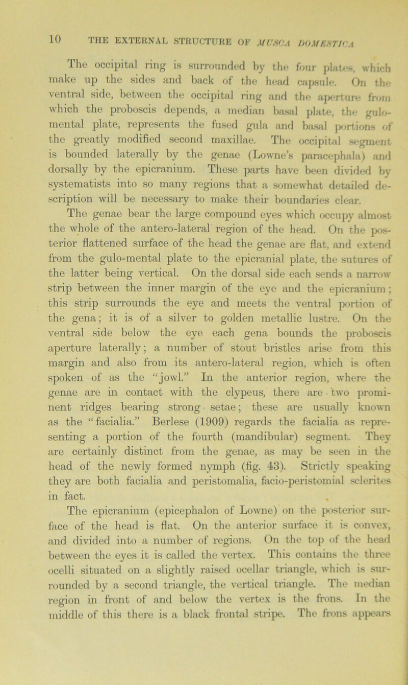 The occipital ring is surrounded by the four plate*, which make up the sides and back of the head capsule. On the ventral side, between the occipital ring and the aperture from which the proboscis depends, a median basal plate, the gulo- mental plate, represents the fused gula and basal portions of the greatly modified second maxillae. The occipital segment is bounded laterally by the genae (Lowne’s paracephala) and dorsally by the epicranium. These parts have been divided by systematists into so many regions that a somewhat detailed de- scription will be necessary to make their boundaries clear. The genae bear the large compound eyes which occupy almost the whole of the antero-lateral region of the head. On the pos- terior flattened surface of the head the genae are flat, and extend from the gulo-mental plate to the epicranial plate, the sutures of the latter being vertical. On the dorsal side each sends a narrow strip between the inner margin of the eye and the epicranium : this strip surrounds the eye and meets the ventral portion of the gena; it is of a silver to golden metallic lustre. On the ventral side below the eye each gena bounds the proboscis aperture laterally; a number of stout bristles arise from this margin and also from its antero-lateral region, which is often spoken of as the “jowl.” In the anterior region, where the genae are in contact with the clypeus, there are • two promi- nent ridges bearing strong setae; these are usually known as the “facialia.” Berlese (1909) regards the facialia as repre- senting a portion of the fourth (mandibular) segment. They are certainly distinct from the genae, as may be seen in the head of the newly formed nymph (fig. 43). Strictly speaking they are both facialia and peristomalia, facio-peristomial sclerites in fact. The epicranium (epicephalon of Lowne) on the posterior sur- face of the head is flat. On the anterior surface it is convex, and divided into a number of regions. On the top of the head between the eyes it is called the vertex. This contains the three ocelli situated on a slightly raised ocellar triangle, which is sur- rounded by a second triangle, the vertical triangle. The median region in front of and below the vertex is the frons. In the middle of this there is a black frontal stripe. The frons appears