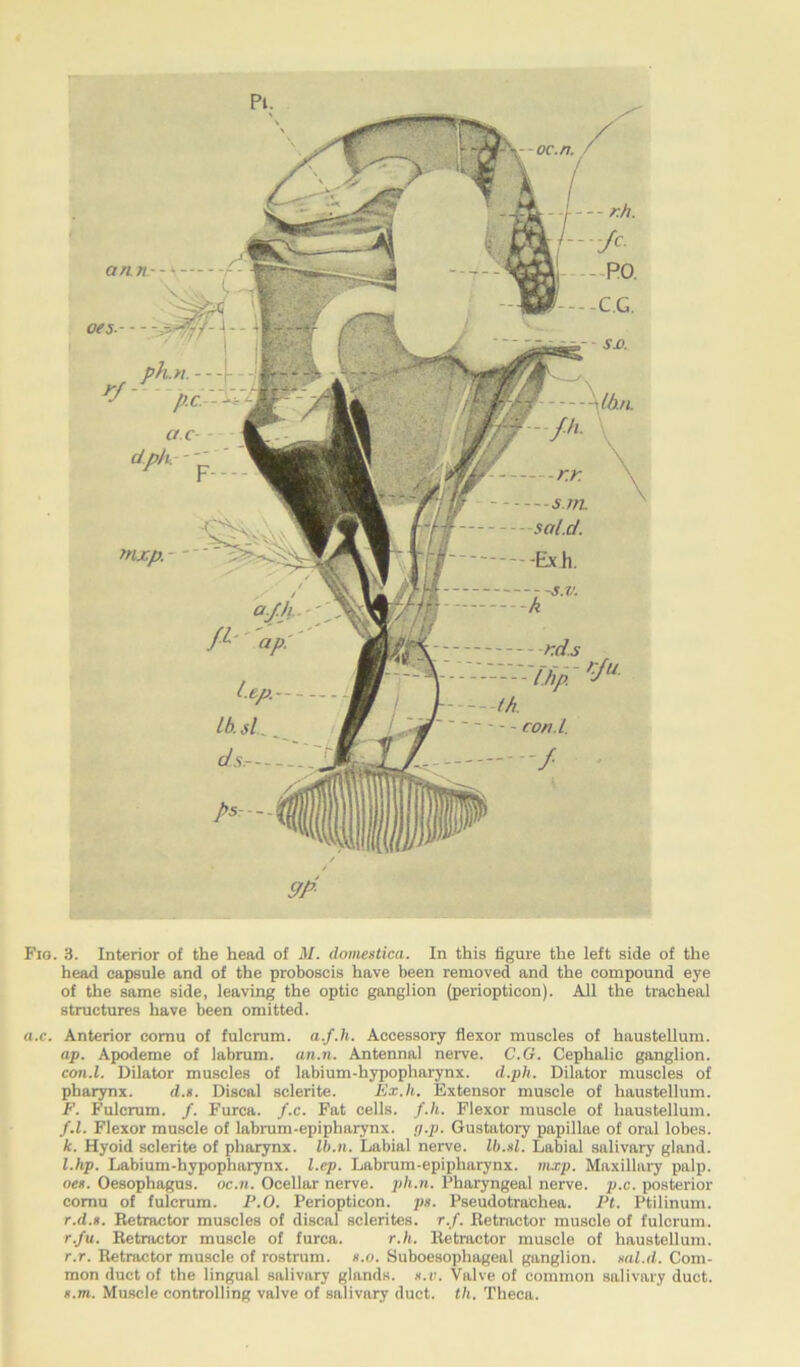 Fig. 3. Interior of the head of M. domestica. In this figure the left side of the head capsule and of the proboscis have been removed and the compound eye of the same side, leaving the optic ganglion (perioptieon). All the tracheal structures have been omitted. ax. Anterior cornu of fulcrum, a.f.h. Accessory flexor muscles of haustellum. ap. Apodeme of labrum. an.n. Antennal nerve. C.G. Cephalic ganglion. con.l. Dilator muscles of labium-hypoplmrynx. d.ph. Dilator muscles of pharynx. d.x. Discal sclerite. Ex.h. Extensor muscle of haustellum. F. Fulcrum. /. Furca. f.c. Fat cells, f.h. Flexor muscle of haustellum. f.l. Flexor muscle of labrum-epipharynx. g.p. Gustatory papillae of oral lobes. k. Hyoid sclerite of pharynx. Ib.n. Labial nerve. Ib.xl. Labial salivary gland. l. hp. Labium-hypopharynx. l.ep. Labrum-epipharynx. mxp. Maxillary palp. oex. Oesophagus, oc.ti. Ocellar nerve, ph.n. Pharyngeal nerve, px. posterior cornu of fulcrum. P.O. Perioptieon. ps. Pseudotrachea. Ft. PtUinum. r.d.s. Retractor muscles of discal sclerites. r.f. Retractor muscle of fulcrum. r.fu. Retractor muscle of furca. r.h. Retractor muscle of haustellum. r.r. Retractor muscle of rostrum, x.o. Suboesophageal ganglion, xal.d. Com- mon duct of the lingual salivary glands, h.v. Valve of common salivary duct. x.m. Muscle controlling valve of salivary duct. til. Theca.