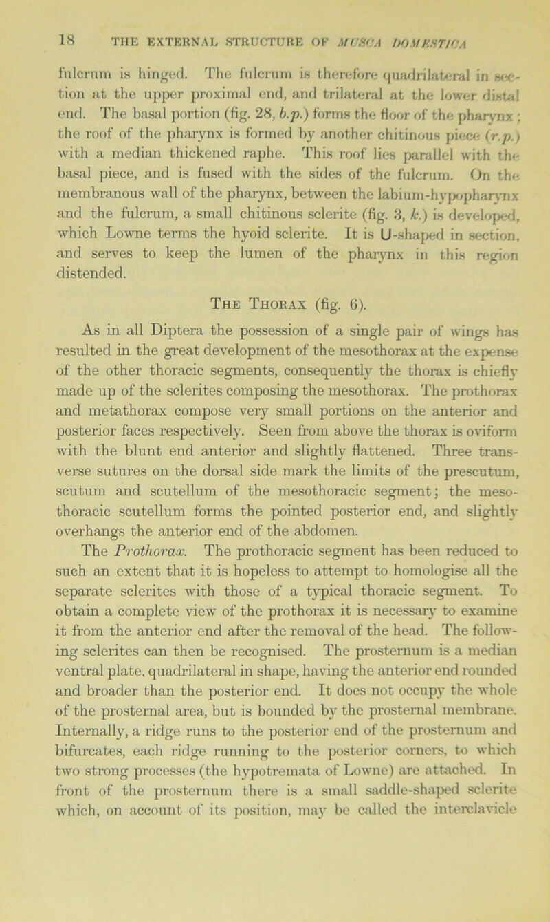fulcrum is hinged. The fulcrum is therefore quadrilateral in m-c- t.ion at the upper proximal end, and trilateral at the lower distal end. The basal portion (fig. 28, b.p.) forms the floor of the pharynx : the roof of the pharynx is formed by another chitinous piece (r.p.) with a median thickened raphe. This roof lies parallel with the basal piece, and is fused with the sides of the fulcrum. On the membranous wall of the pharynx, between the labium-hypopharynx and the fulcrum, a small chitinous sclerite (fig. 3, k.) is developed, which Lowne terms the hyoid sclerite. It is U-shaped in section, and serves to keep the lumen of the pharynx in this region distended. The Thorax (fig. 6). As in all Diptera the possession of a single pair of wings has resulted in the great development of the mesothorax at the expense of the other thoracic segments, consequently the thorax is chieflv made up of the sclerites composing the mesothorax. The prothorax and metathorax compose very small portions on the anterior and posterior faces respectively. Seen from above the thorax is oviform with the blunt end anterior and slightly flattened. Three trans- verse sutures on the dorsal side mark the limits of the prescutum, scutum and scutellum of the mesothoracic segment; the meso- thoracic scutellum forms the pointed posterior end, and slightly overhangs the anterior end of the abdomen. The Prothorax. The prothoracic segment has been reduced to such an extent that it is hopeless to attempt to homologise all the separate sclerites with those of a typical thoracic segment. To obtain a complete view of the prothorax it is necessary to examine it from the anterior end after the removal of the head. The follow- ing sclerites can then be recognised. The prosternum is a median ventral plate, quadrilateral in shape, having the anterior end rounded and broader than the posterior end. It does not occupy the whole of the prostemal area, but is bounded by the prosternal membrane. Internally, a ridge runs to the posterior end of the prosternum and bifurcates, each ridge running to the posterior corners, to which two strong processes (the hypotremata of Lowne) are attached. In front of the prosternum there is a small saddle-shaped sclerite which, on account of its position, may be called the interclavicle