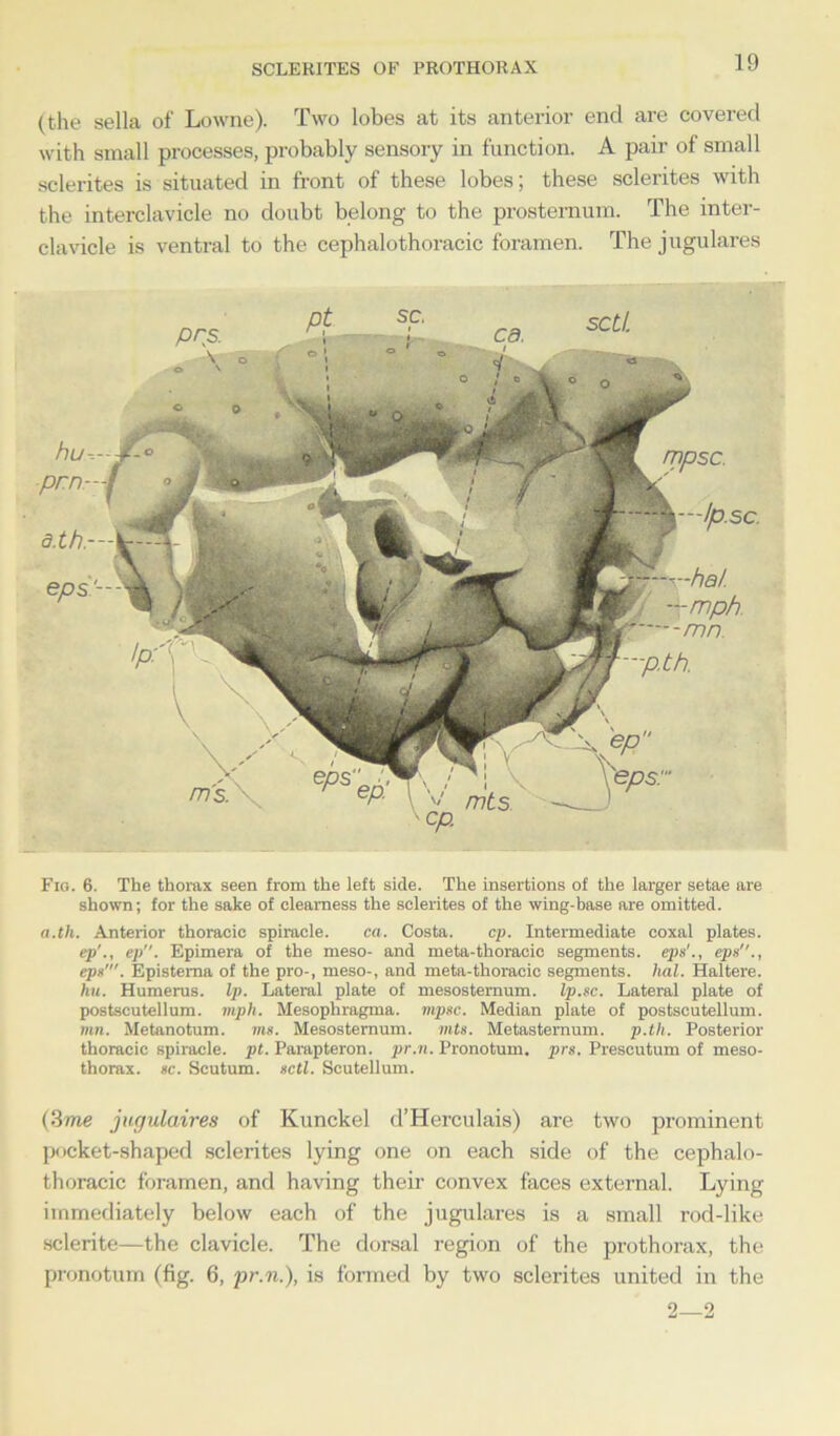 (the sella of Lowne). Two lobes at its anterior end are covered with small processes, probably sensory in function. A pair of small sclerites is situated in front of these lobes; these sclerites with the interclavicle no doubt belong to the prosternum. The inter- clavicle is ventral to the cephalothoracic foramen. The jugulares Fig. 6. The thorax seen from the left side. The insertions of the larger setae are shown; for the sake of clearness the sclerites of the wing-base are omitted. a.th. Anterior thoracic spiracle. ca. Costa. cp. Intermediate coxal plates. ep'., cp. Epimera of the meso- and meta-thoracic segments, eps'., eps., eps'. Epistema of the pro-, meso-, and meta-thoracic segments, lial. Haltere. hu. Humerus. Ip. Lateral plate of mesosternum. Ip.sc. Lateral plate of postscutellum. mph. Mesophragma. mpsc. Median plate of postscutellum. mn. Metanotum. ms. Mesosternum. mis. Metasternum, p.th. Posterior thoracic spiracle, pt. Parapteron. pr.n. Pronotum. prs. Prescutum of meso- thorax. sc. Scutum, sctl. Scutellum. (3me jugulaires of Kunckel d’Herculais) are two prominent pocket-shaped sclerites lying one on each side of the cephalo- thoracic foramen, and having their convex faces external. Lying immediately below each of the jugulares is a small rod-like sclerite—the clavicle. The dorsal region of the prothorax, the pronotum (fig. 6, pr.n.), is formed by two sclerites united in the 2 2