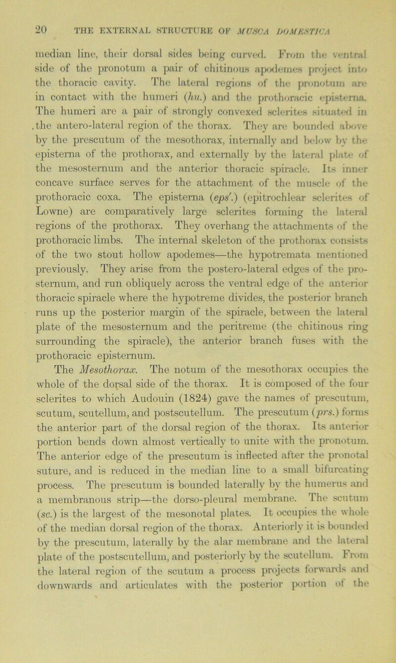 median line, their dorsal sides being curved. From the ventral side of the pronotum a pair of chitinous apodemes project, into the thoracic cavity. The lateral regions of the pronotum are in contact with the humeri (hu.) and the prothoracic epistema. The humeri are a pair of strongly convexed sclerites situated in .the antero-lateral region of the thorax. They are bounded above by the prescutum of the mesothorax, internally and below by the epistema of the prothorax, and externally by the lateral plate of the mesostemum and the anterior thoracic spiracle. Its inner concave surface serves for the attachment of the muscle of the prothoracic coxa. The epistema (eps.) (epitrochlear sclerites of Lowne) are comparatively large sclerites forming the lateral regions of the prothorax. They overhang the attachments of the prothoracic limbs. The internal skeleton of the prothorax consists of the two stout hollow apodemes—the hypotremata mentioned previously. They arise from the postero-lateral edges of the pro- stemum, and run obliquely across the ventral edge of the anterior thoracic spiracle where the hypotreme divides, the posterior branch runs up the posterior margin of the spiracle, between the lateral plate of the mesostemum and the peritreme (the chitinous ring surrounding the spiracle), the anterior branch fuses with the prothoracic epistemum. The Mesothorax. The notum of the mesothorax occupies the whole of the dorsal side of the thorax. It is composed of the four sclerites to which Audouin (1824) gave the names of prescutum, scutum, scutellum, and postscutellum. The prescutum (pi's.) forms the anterior part of the dorsal region of the thorax. Its anterior portion bends down almost vei'tically to unite with the pronotum. The anterior edge of the prescutum is inflected after the pronotal suture, and is reduced in the median line to a small bifurcating process. The prescutum is bounded laterally by the humerus and a membranous strip—the dorso-pleural membrane. The scutum (sc.) is the largest of the mesonotal plates. It occupies the whole of the median dorsal region of the thorax. Anteriorly it is bounded by the prescutum, laterally by the alar membrane and the lateral plate of the postscutellum, and posteriorly by the scutellum. From the lateral region of the scutum a process projects forwards and downwards and articulates with the posterior portion of the