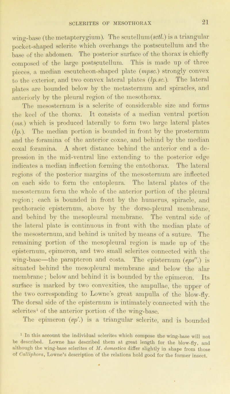 wing-base (the metapterygium). The scutellum(sctl.) is a triangular pocket-shaped sclerite which overhangs the postscutellum and the base of the abdomen. The posterior surface of the thorax is chiefly composed of the large postscutellum. This is made up of three pieces, a median escutcheon-shaped plate (mpsc.) strongly convex to the exterior, and two convex lateral plates (Ip.sc.). The lateral plates are bounded below by the metasternum and spiracles, and anteriorly by the pleural region of the mesothorax. The mesosternum is a sclerite of considerable size and forms the keel of the thorax. It consists of a median ventral portion (ms.) which is produced laterally to form two large lateral plates (Ip.). The median portion is bounded in front by the prosternum and the foramina of the anterior coxae, and behind by the median coxal foramina. A short distance behind the anterior end a de- pression in the mid-ventral line extending to the posterior edge indicates a median inflection forming the entothorax. The lateral regions of the posterior margins of the mesosternum are inflected on each side to form the entopleura. The lateral plates of the mesosternum form the whole of the anterior portion of the pleural region; each is bounded in front by the humerus, spiracle, and prothoracic epistemum, above by the dorso-pleural membrane, and behind by the mesopleural membrane. The ventral side of the lateral plate is continuous in front with the median plate of the mesosternum, and behind is united by means of a suture. The remaining portion of the mesopleural region is made up of the epistemum, epimeron, and two small sclerites connected with the wing-base—the parapteron and costa. The epistemum (eps.) is situated behind the mesopleural membrane and below the alar membrane; below and behind it is bounded by the epimeron. Its surface is marked by two convexities, the ampullae, the upper of the two corresponding to Lowne’s great ampulla of the blow-fly. The dorsal side of the epistemum is intimately connected with the sclerites1 of the anterior portion of the wing-base. The epimeron (ep'.) is a triangular sclerite, and is bounded 1 In this account the individual sclerites which compose the wing-base will not be described. Lowne has described them at great length for the blow-fly, and although the wing-base sclerites of M. domestica differ slightly in shape from those of Calliphora, Lowne’s description of the relations hold good for the former insect.