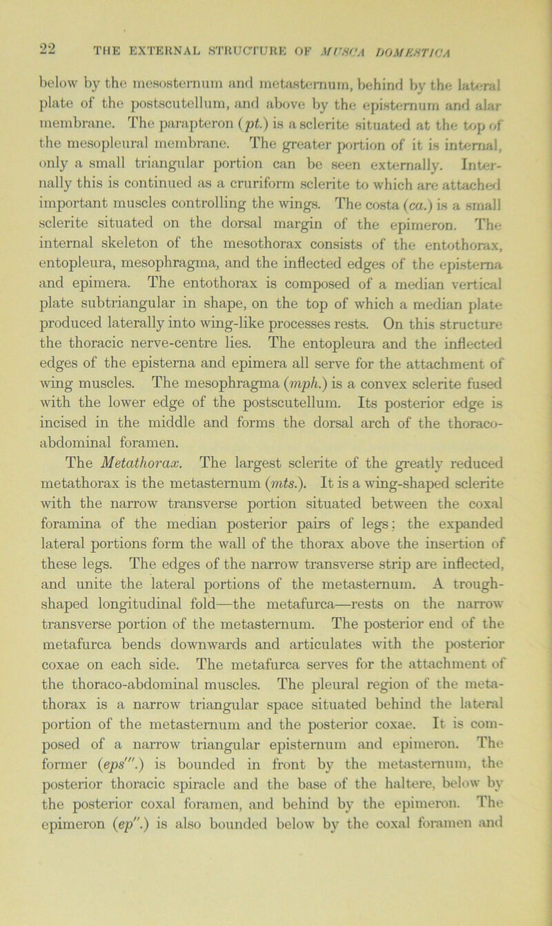 *>2 below by the mesostemum and metastemum, behind by the lateral plate of the postscutcllum, and above by the episternurn and alar membrane. The parapteron (pt.) is asclerite situated at the top of the mesopleural membrane. The greater portion of it is internal, only a small triangular portion can be seen externally. Inter- nally this is continued as a cruriform sclerite to which are attached important muscles controlling the wings. The costa (ca.) is a small sclerite situated on the dorsal margin of the epirneron. The internal skeleton of the mesothorax consists of the entothorax, entopleura, mesophragma, and the inflected edges of the epistema and epimera. The entothorax is composed of a median vertical plate subtriangular in shape, on the top of which a median plate produced laterally into wing-like processes rests. On this structure the thoracic nerve-centre lies. The entopleura and the inflected edges of the episterna and epimera all serve for the attachment of wing muscles. The mesophragma (mph.) is a convex sclerite fused with the lower edge of the postscutellum. Its posterior edge is incised in the middle and forms the dorsal arch of the thoraco- abdominal foramen. The Metatliorax. The largest sclerite of the greatly reduced metathorax is the metasternum (mts.). It is a wing-shaped sclerite with the narrow transverse portion situated between the coxal foramina of the median posterior pairs of legs ; the expanded lateral portions form the wall of the thorax above the insertion of these legs. The edges of the narrow transverse strip are inflected, and unite the lateral portions of the metastemum. A trough- shaped longitudinal fold—the metafurca—rests on the narrow transverse portion of the metasternum. The posterior end of the metafurca bends downwards and articulates with the posterior coxae on each side. The metafurca serves for the attachment of the thoraco-abdominal muscles. The pleural region of the meta- thorax is a narrow triangular space situated behind the lateral portion of the metastemum and the posterior coxae. It is com- posed of a narrow triangular episternurn and epirneron. Tim former (epsis bounded in front by the metasternum, the posterior thoracic spiracle and the base of the haltere, below by the posterior coxal foramen, and behind by the epirneron. The epirneron (ep.) is also bounded below by the coxal foramen and