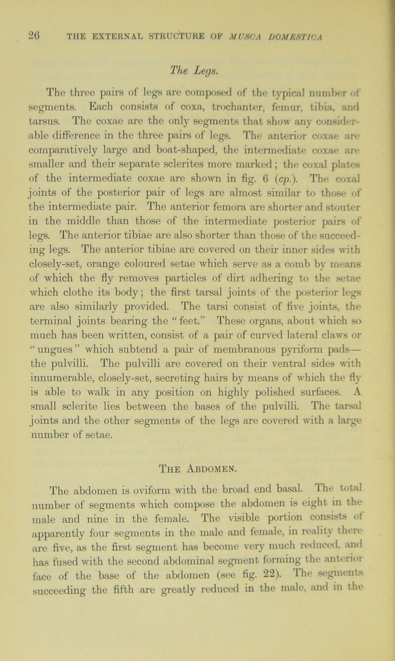The Legs. The three pairs of legs are composed of the typical number of segments. Each consists of coxa, trochanter, femur, tibia, and tarsus. The coxae are the only segments that show any consider- able difference in the three pairs of legs. The anterior coxae are comparatively large and boat-shaped, the intermediate coxae are smaller and their separate sclerites more marked; the coxal plates of the intermediate coxae are shown in fig. 6 (cp.). The coxal joints of the posterior pair of legs are almost similar to those of the intermediate pair. The anterior femora are shorter and stouter in the middle than those of the intermediate posterior pairs of legs. The anterior tibiae are also shorter than those of the succeed- ing legs. The anterior tibiae are covered on then- inner sides with closely-set, orange coloured setae which serve as a comb by means of which the fly removes particles of dirt adhering to the setae which clothe its body; the first tarsal joints of the posterior legs are also similarly provided. The tarsi consist of five joints, the terminal joints bearing the “ feet.” These organs, about which so much has been written, consist of a pan- of curved lateral claws or “ ungues ” which subtend a pair of membranous pyriform pads— the pulvilli. The pulvilli are covered on their ventral sides with innumerable, closely-set, secreting hairs by means of which the fly is able to walk in any position on highly polished surfaces. A small sclerite lies between the bases of the pulvilli. The tarsal joints and the other segments of the legs are covered with a large number of setae. The Abdomen. The abdomen is oviform with the broad end basal. Ihe total number of segments which compose the abdomen is eight in the male and nine in the female. The visible portion consists ot apparently four segments in the male and female, in reality there are five, as the first segment has become very much reduced, and has fused with the second abdominal segment forming the anterior face of the base of the abdomen (see fig. 22). The segments succeeding the fifth are greatly reduced in the male, and in the