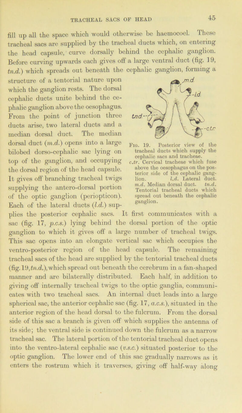 TRACHEAL SACS OF HEAD fill up all the space which would otherwise be haemocoel. These tracheal sacs are supplied by the tracheal ducts which, on entering the head capsule, curve dorsally behind the cephalic ganglion. Before curving upwards each gives off a large ventral duct (fig. 19, tn.d.) which spreads out beneath the cephalic ganglion, forming a tracheal ducts which supply the cephalic sacs and tracheae. c.tr. Cervical tracheae which fuse above the oesophagus on the pos- terior side of the cephalic gang- lion. l.d. Lateral duct. ni.d. Median dorsal duct. tn.d. Tentorial tracheal ducts which spread out beneath the cephalic ganglion. structure of a tentorial nature upon which the ganglion rests. The dorsal cephalic ducts unite behind the ce- phalic ganglion above the oesophagus. From the point of junction three ducts arise, two lateral ducts and a median dorsal duct. The median dorsal duct (m.d.) opens into a large bilobed dorso-cephalic sac lying on top of the ganglion, and occupying the dorsal region of the head capsule. It gives off branching tracheal twigs supplying the antero-dorsal portion of the optic ganglion (periopticon). Each of the lateral ducts (l.d.) sup- plies the posterior cephalic sacs. It first communicates with a sac (fig. 17, p.c.s.) lying behind the dorsal portion of the optic ganglion to which it gives off a large number of tracheal twigs. This sac opens into an elongate vertical sac which occupies the ventro-posterior region of the head capsule. The remaining tracheal sacs of the head are supplied by the tentorial tracheal ducts (fig. llJ,tn.d.), which spread out beneath the cerebrum in a fan-shaped manner and are bilaterally distributed. Each half, in addition to giving off internally tracheal twigs to the optic ganglia, communi- cates with two tracheal sacs. An internal duct leads into a large spherical sac, the anterior cephalic sac (fig. 17, a.c.s.), situated in the anterior region of the head dorsal to the fulcrum. From the dorsal side of this sac a branch is given off which supplies the antenna of its side; the ventral side is continued down the fulcrum as a narrow tracheal sac. The lateral portion of the tentorial tracheal duct opens into the ventro-lateral cephalic sac (v.s.c.) situated posterior to the optic ganglion. The lower end of this sac gradually narrows as it enters the rostrum which it traverses, giving off half-way along