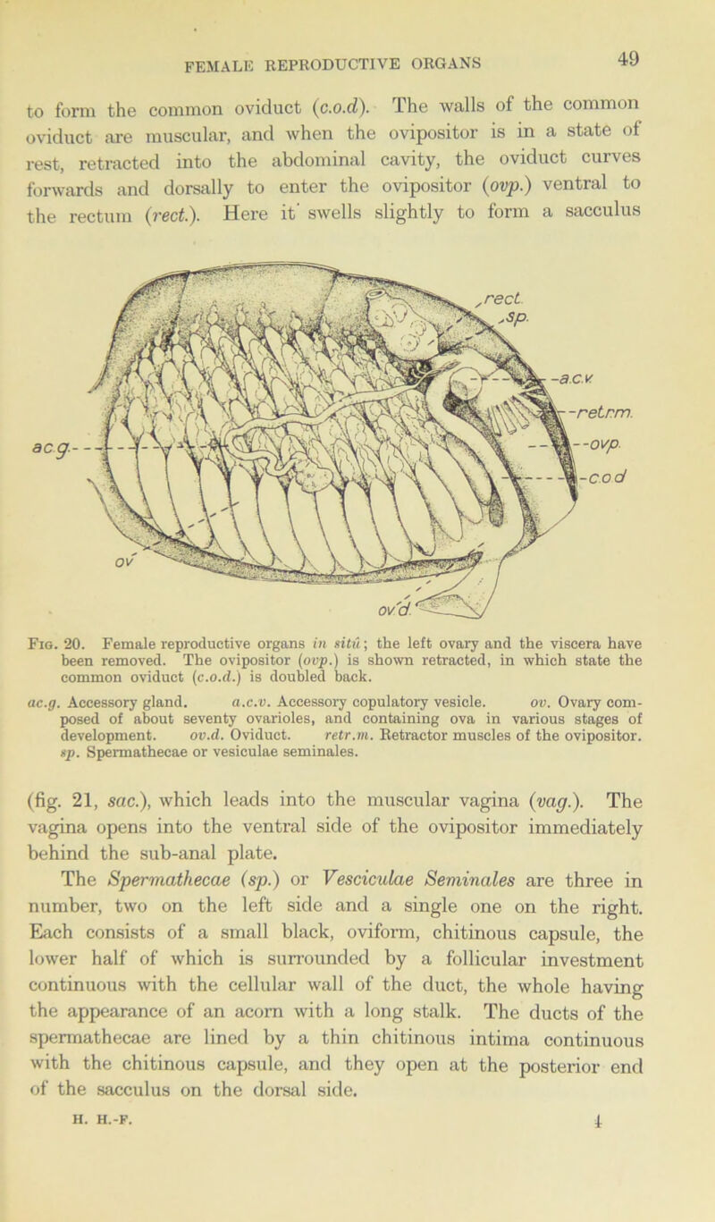 female reproductive organs to form the common oviduct (c.o.d). The walls of the common oviduct are muscular, and when the ovipositor is in a state of rest, retracted into the abdominal cavity, the oviduct curves forwards and dorsally to enter the ovipositor (ovp.) ventral to the rectum (red.). Here it' swells slightly to form a sacculus Fig. 20. Female reproductive organs in situ; the left ovary and the viscera have been removed. The ovipositor (ovp.) is shown retracted, in which state the common oviduct (c.o.d.) is doubled back. ac.g. Accessory gland. a.c.v. Accessory copulatory vesicle. ov. Ovary com- posed of about seventy ovarioles, and containing ova in various stages of development. ov.d. Oviduct. retr.m. Retractor muscles of the ovipositor. sp. Spermathecae or vesiculae seminales. (fig. 21, sac.), which leads into the muscular vagina (vag.). The vagina opens into the ventral side of the ovipositor immediately behind the sub-anal plate. The Spermathecae (sp.) or Vesciculae Seminales are three in number, two on the left side and a single one on the right. Each consists of a small black, oviform, chitinous capsule, the lower half of which is surrounded by a follicular investment continuous with the cellular wall of the duct, the whole having the appearance of an acorn with a long stalk. The ducts of the spermathecae are lined by a thin chitinous intima continuous with the chitinous capsule, and they open at the posterior end of the sacculus on the dorsal side. H. H.-F. 1