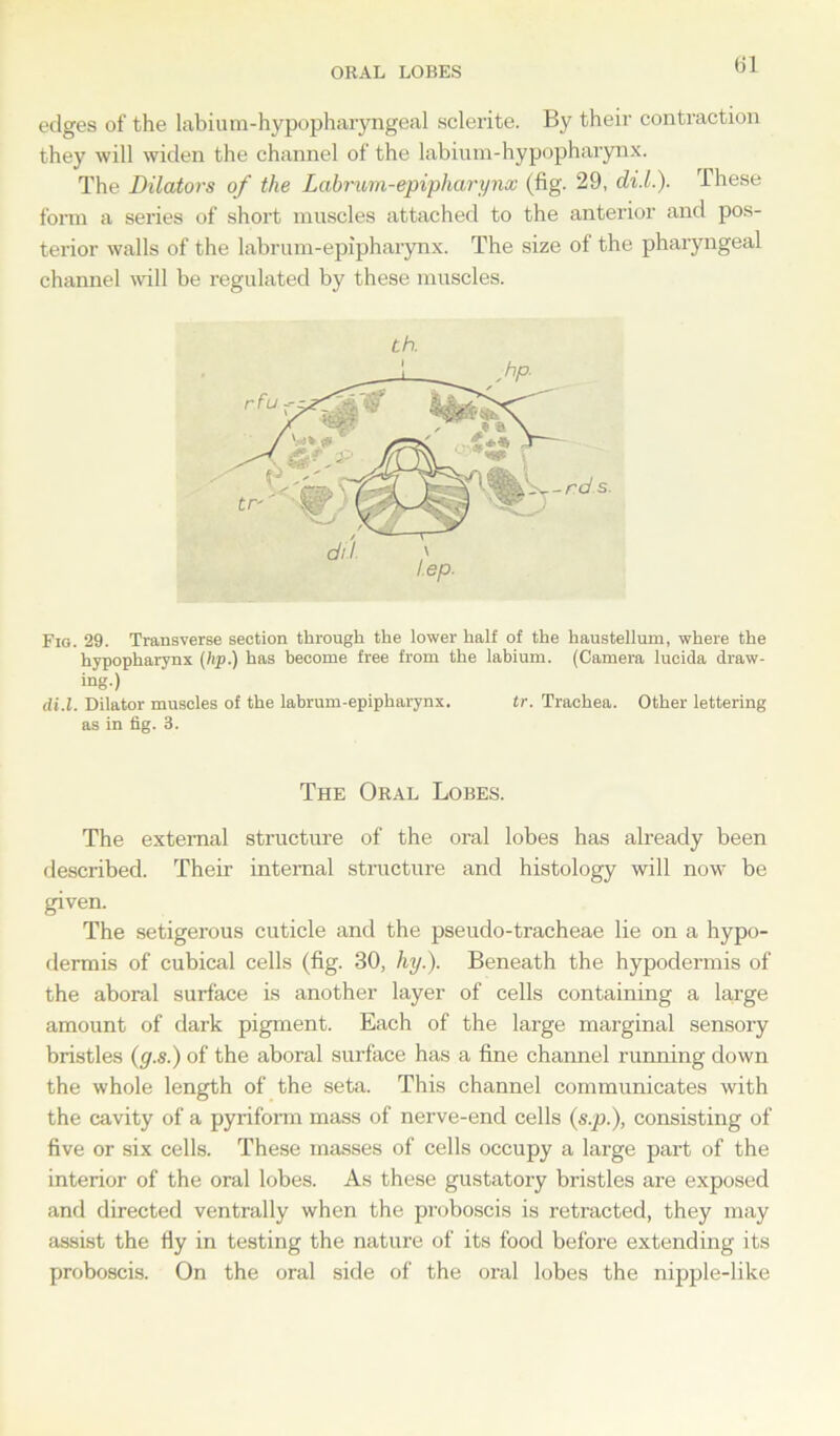 ORAL LOBES edges of the labium-hypopharyngeal sclerite. By their contraction they will widen the channel of the labium-hypopharynx. The Dilators of the Labrum-epipharynx (fig. 29, di.l.). These form a series of short muscles attached to the anterior and pos- terior walls of the labrum-epipharynx. The size of the pharyngeal channel will be regulated by these muscles. th. Fig. 29. Transverse section through the lower half of the haustellum, where the hypopharynx (lip.) has become free from the labium. (Camera lucida draw- ing-) di.l. Dilator muscles of the labrum-epipharynx. tr. Trachea. Other lettering as in fig. 3. The Oral Lobes. The external structure of the oral lobes has already been described. Their internal structure and histology will now be given. The setigerous cuticle and the pseudo-tracheae lie on a hypo- dermis of cubical cells (fig. 30, hy.). Beneath the hypodermis of the aboral surface is another layer of cells containing a large amount of dark pigment. Each of the large marginal sensory bristles (g.s.) of the aboral surface has a fine channel running down the whole length of the seta. This channel communicates with the cavity of a pyriform mass of nerve-end cells (s.p.), consisting of five or six cells. These masses of cells occupy a large part of the interior of the oral lobes. As these gustatory bristles are exposed and directed ventrally when the proboscis is retracted, they may assist the fly in testing the nature of its food before extending its proboscis. On the oral side of the oral lobes the nipple-like