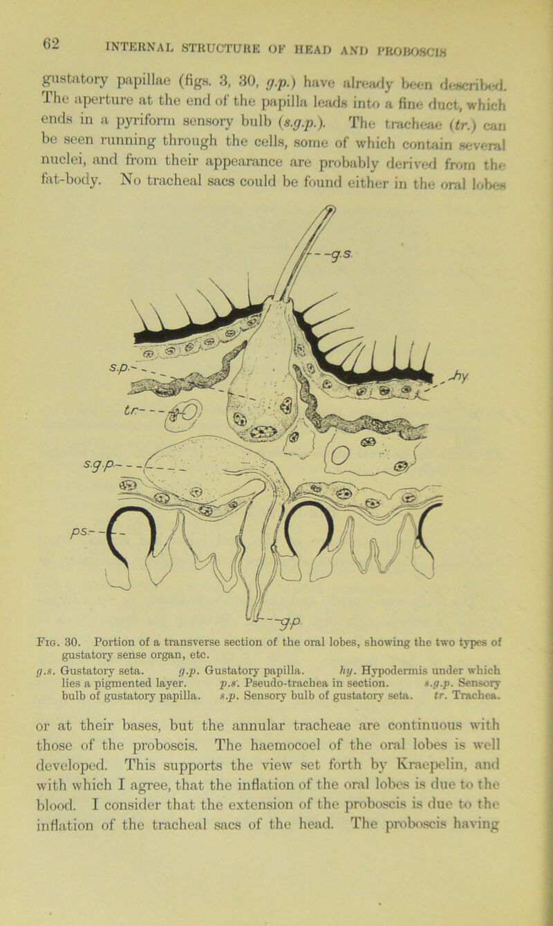 gustatory papillae (figs. 3, 30, g.p.) have already been described The aperture at the end of the papilla leads into a fine duct, which ends in a pyriform sensory bulb (s.g.p.). The tracheae (tr.) can be seen running through the cells, some of which contain several nuclei, and from their appearance are probably derived from the fat-body. No tracheal sacs could be found either in the oral lobes Fig. BO. Portion of a transverse section of the oral lobes, showing the two types of gustatory sense organ, etc. g.s. Gustatory seta. g.p. Gustatory papilla. hy. Hypodermis under which lies a pigmented layer. p.s\ Pseudo-trachea in section. s.g.p. Sensory bulb of gustatory papilla. s.p. Sensory bulb of gustatory seta. tr. Trachea. or at their bases, but the annular tracheae are continuous with those of the proboscis. The haemocoel of the oral lobes is well developed. This supports the view set forth by Kraepelin, and with which I agree, that the inflation of the oral lobes is due to the blood. I consider that the extension of the proboscis is due to the inflation of the tracheal sacs of the head. The proboscis having