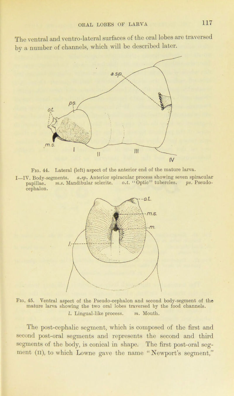 ORAL LOBES OF LARVA The ventral and ventrolateral surfaces of the oral lobes are traversed by a number of channels, which will be described later. IV Fig. 44. Lateral (left) aspect of the anterior end of the mature larva. I IV. Body-segments. a.sp. Anterior spiracular process showing seven spiracular papillae. m.s. Mandibular sclerite. o.t. “Optic” tubercles. ps. Pseudo- cephalon. Fig. 4-5. Ventral aspect of the Pseudo-cephalon and second body-segment of the mature larva showing the two oral lobes traversed by the food channels. 1. Lingual-like process. to. Mouth. The post-cephalic segment, which is composed of the first and second post-oral segments and represents the second and third segments of the body, is conical in shape. The first post-oral seg- ment (11), to which Lowne gave the name “ Newport’s segment,”