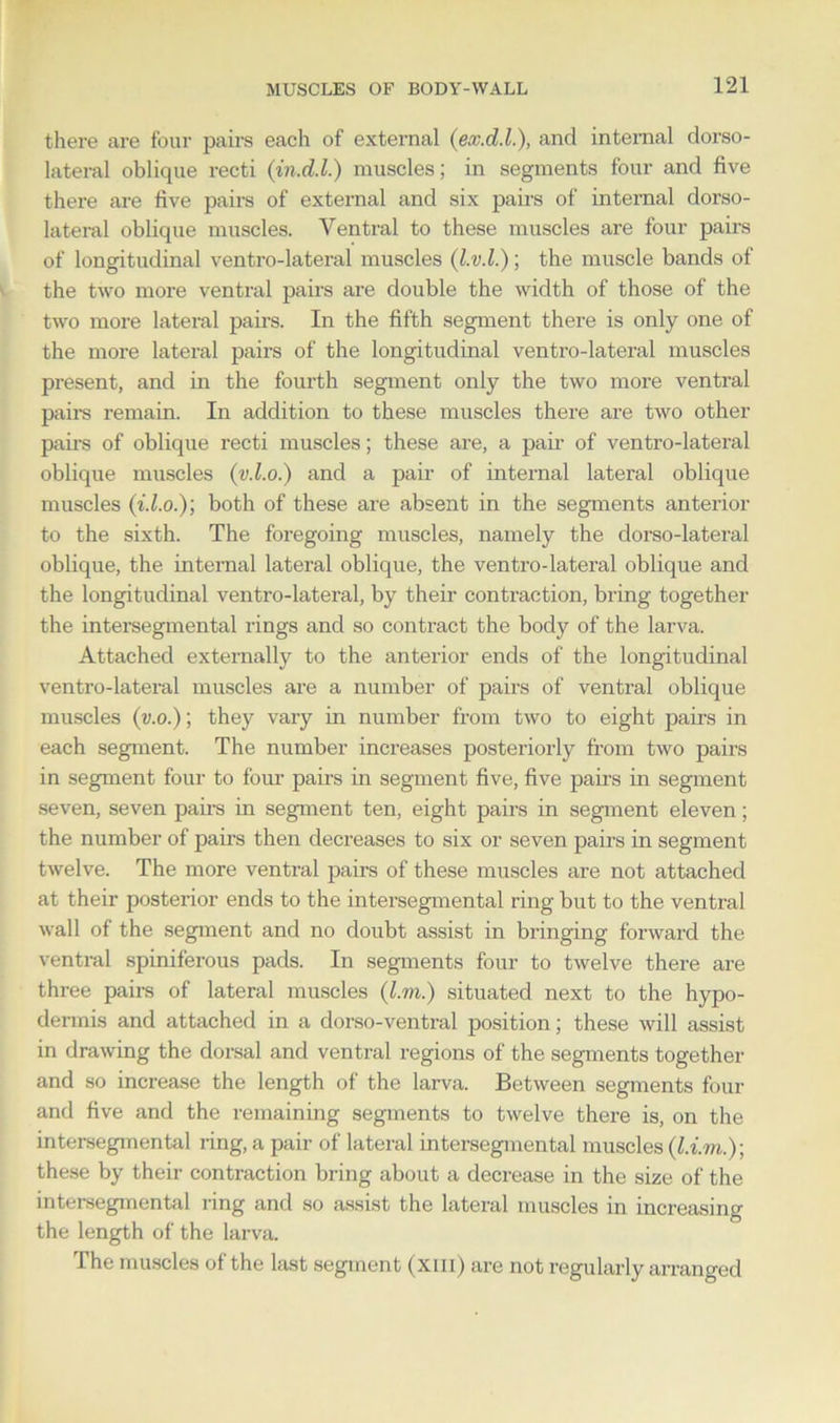 there are four pairs each of external (ex.d.L), and internal dorso- lateral oblique recti (in.d.l.) muscles; in segments four and five there are five pairs of external and six pairs of internal dorso- lateral oblique muscles. Ventral to these muscles are four pairs of longitudinal ventro-lateral muscles (l.v.l.); the muscle bands of the two more ventral pairs are double the width of those of the two more lateral pairs. In the fifth segment there is only one of the more lateral pairs of the longitudinal ventro-lateral muscles present, and in the fourth segment only the two more ventral pairs remain. In addition to these muscles there are two other pairs of oblique recti muscles; these are, a pair of ventro-lateral oblique muscles (v.l.o.) and a pan- of internal lateral oblique muscles (i.l.o.); both of these are absent in the segments anterior to the sixth. The foregoing muscles, namely the dorso-lateral oblique, the internal lateral oblique, the ventro-lateral oblique and the longitudinal ventro-lateral, by their contraction, bring together the intersegmental rings and so contract the body of the larva. Attached externally to the anterior ends of the longitudinal ventro-lateral muscles are a number of pairs of ventral oblique muscles (v.o.); they vary in number from two to eight pairs in each segment. The number increases posteriorly from two pairs in segment four to four pairs in segment five, five pairs in segment seven, seven pairs in segment ten, eight pairs in segment eleven; the number of pairs then decreases to six or seven pairs in segment twelve. The more ventral pairs of these muscles are not attached at their posterior ends to the intersegmental ring but to the ventral wall of the segment and no doubt assist in bringing forward the ventral spiniferous pads. In segments four to twelve there are three pairs of lateral muscles (l.m.) situated next to the hypo- dermis and attached in a dorso-ventral position; these will assist in drawing the dorsal and ventral regions of the segments together and so increase the length of the larva. Between segments four and five and the remaining segments to twelve there is, on the intersegmental ring, a pair of lateral intersegmental muscles (l.im.)] these by their contraction bring about a decrease in the size of the intersegmental ring and so assist the lateral muscles in increasing the length of the larva. The muscles of the last segment (xm) are not regularly arranged